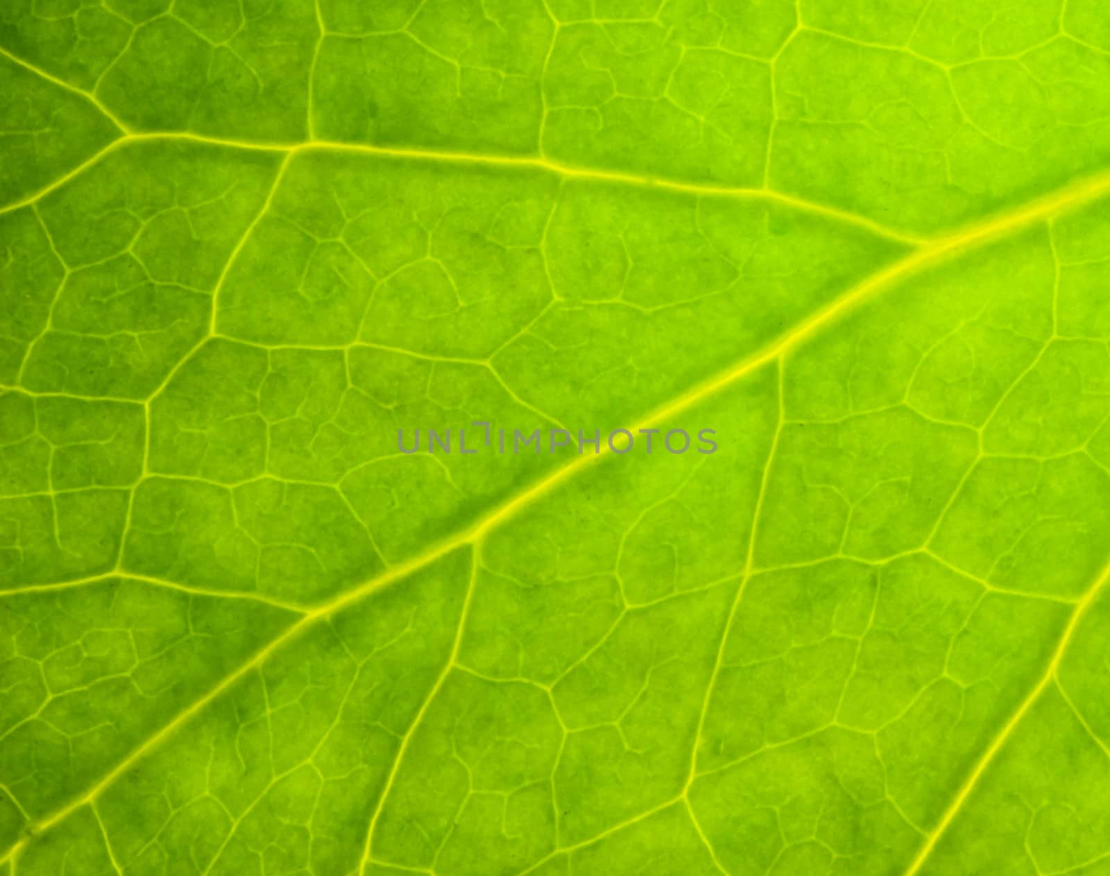 green leaf detail by marco_govel