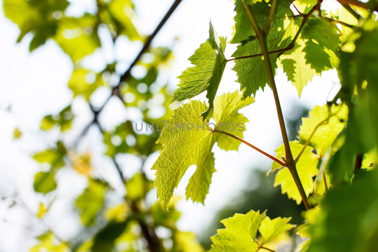 Green grape leaves