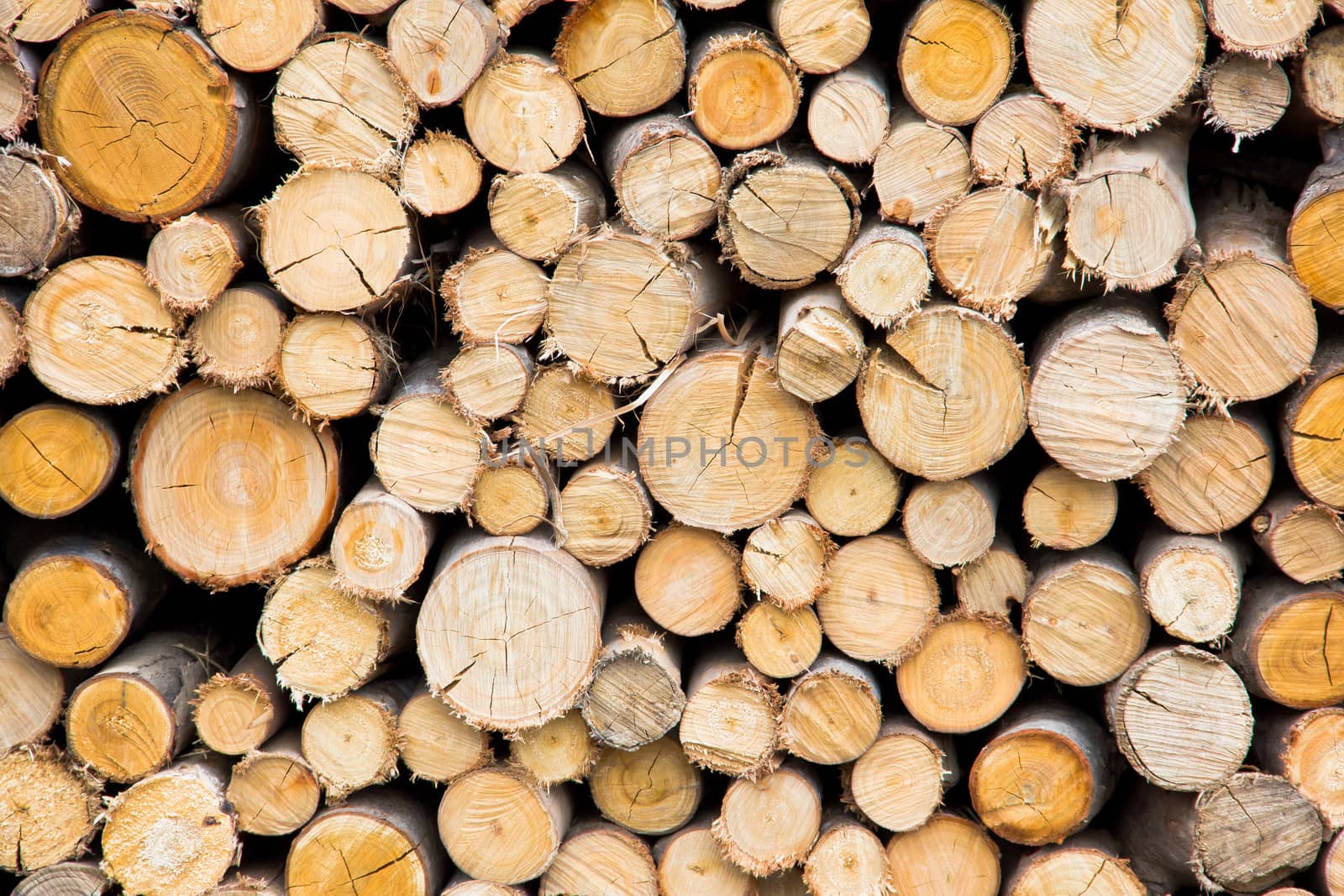 stack of freshly cut tree trunks