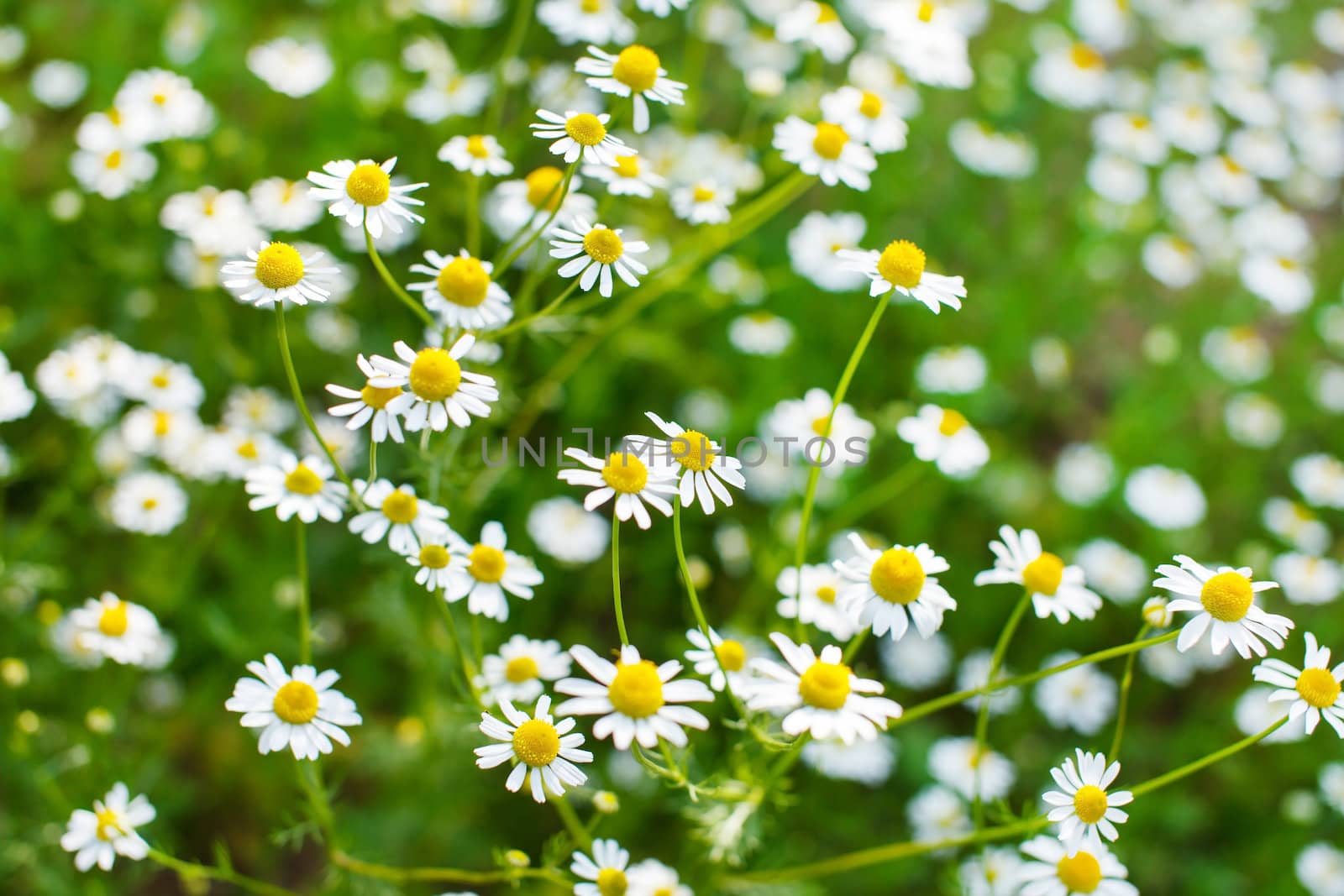 field of daisy