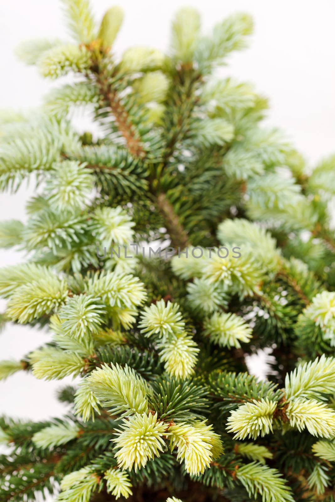 fir-tree isolated on white 