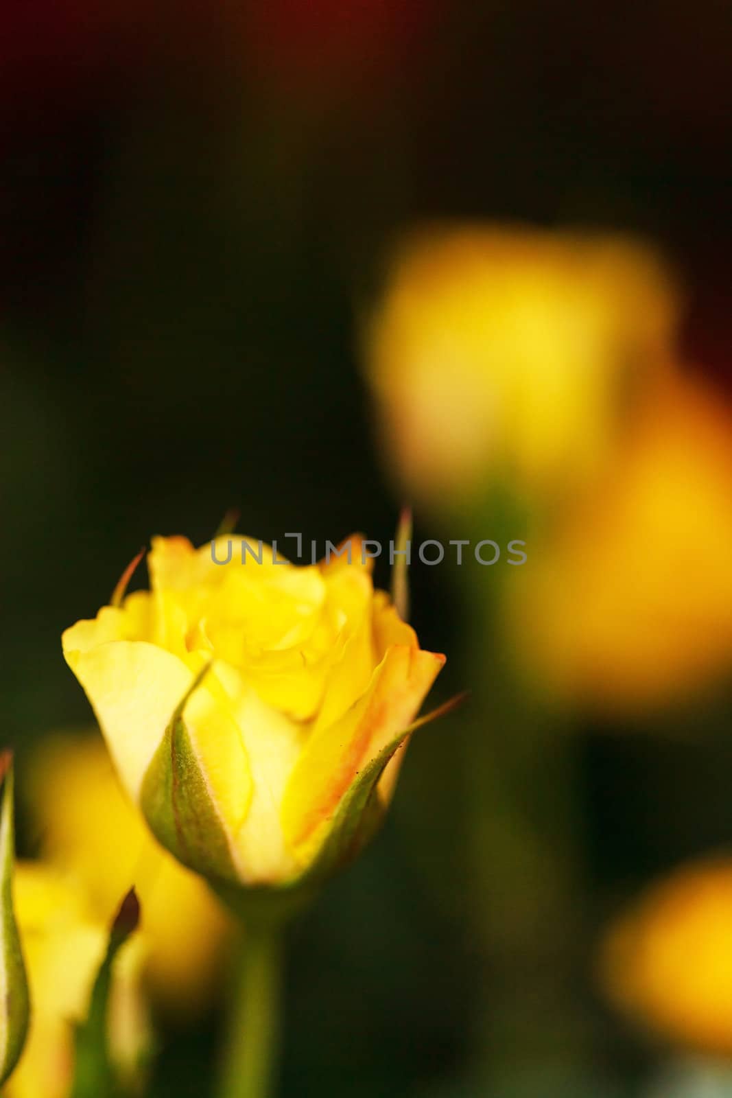 rose in pot