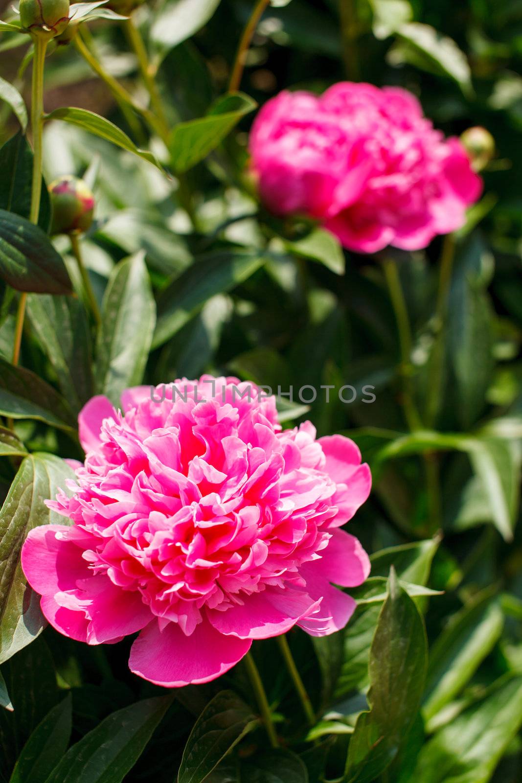 Blooming peony by shebeko