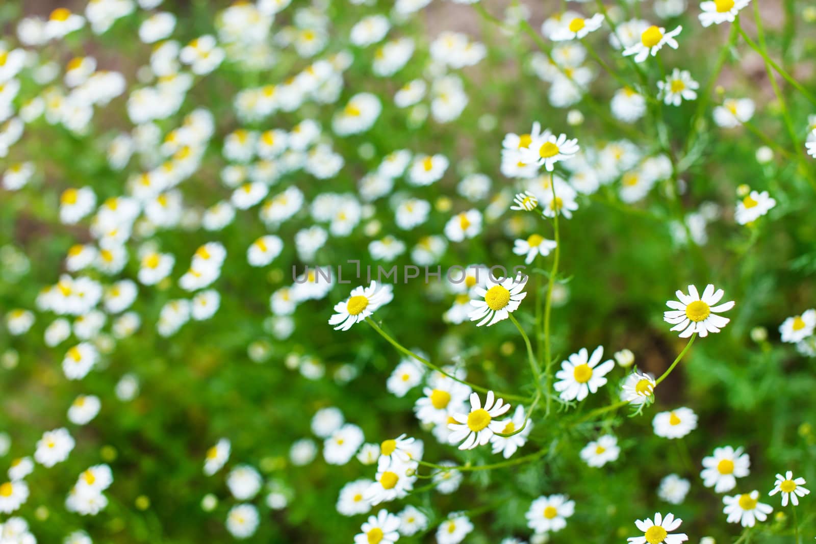 field of daisy