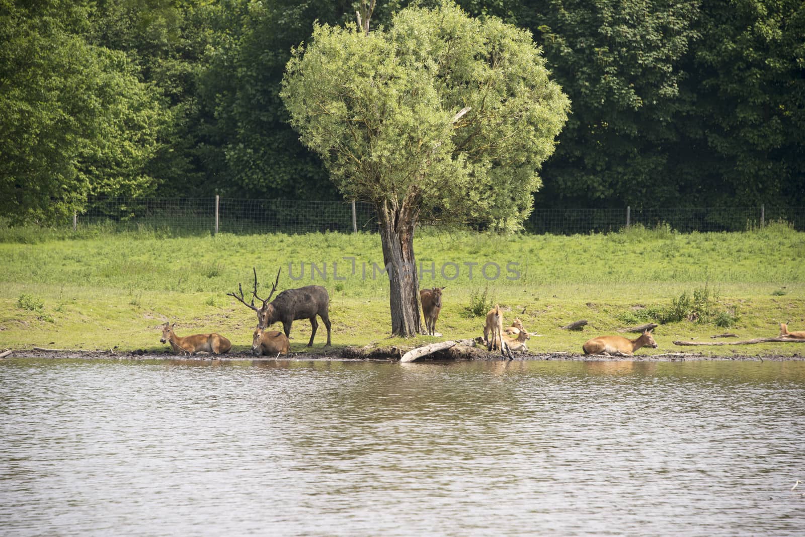 group of red deer in nature