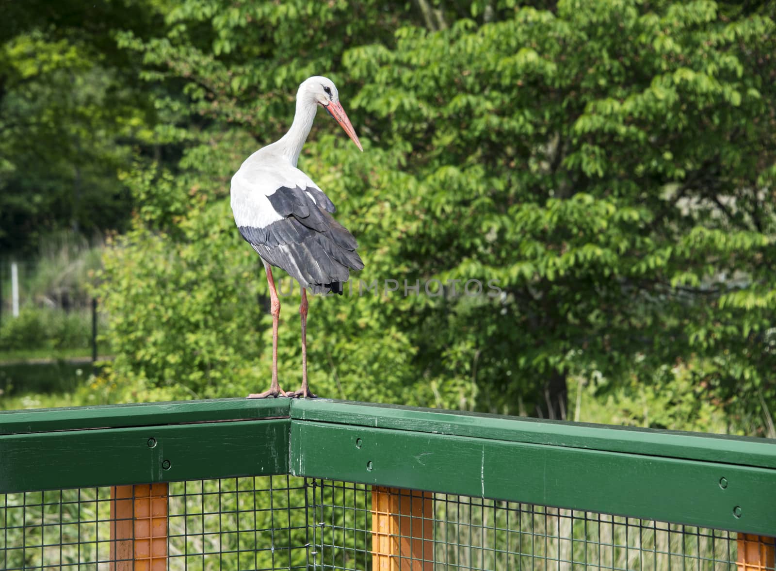 stork standing on wooden fench