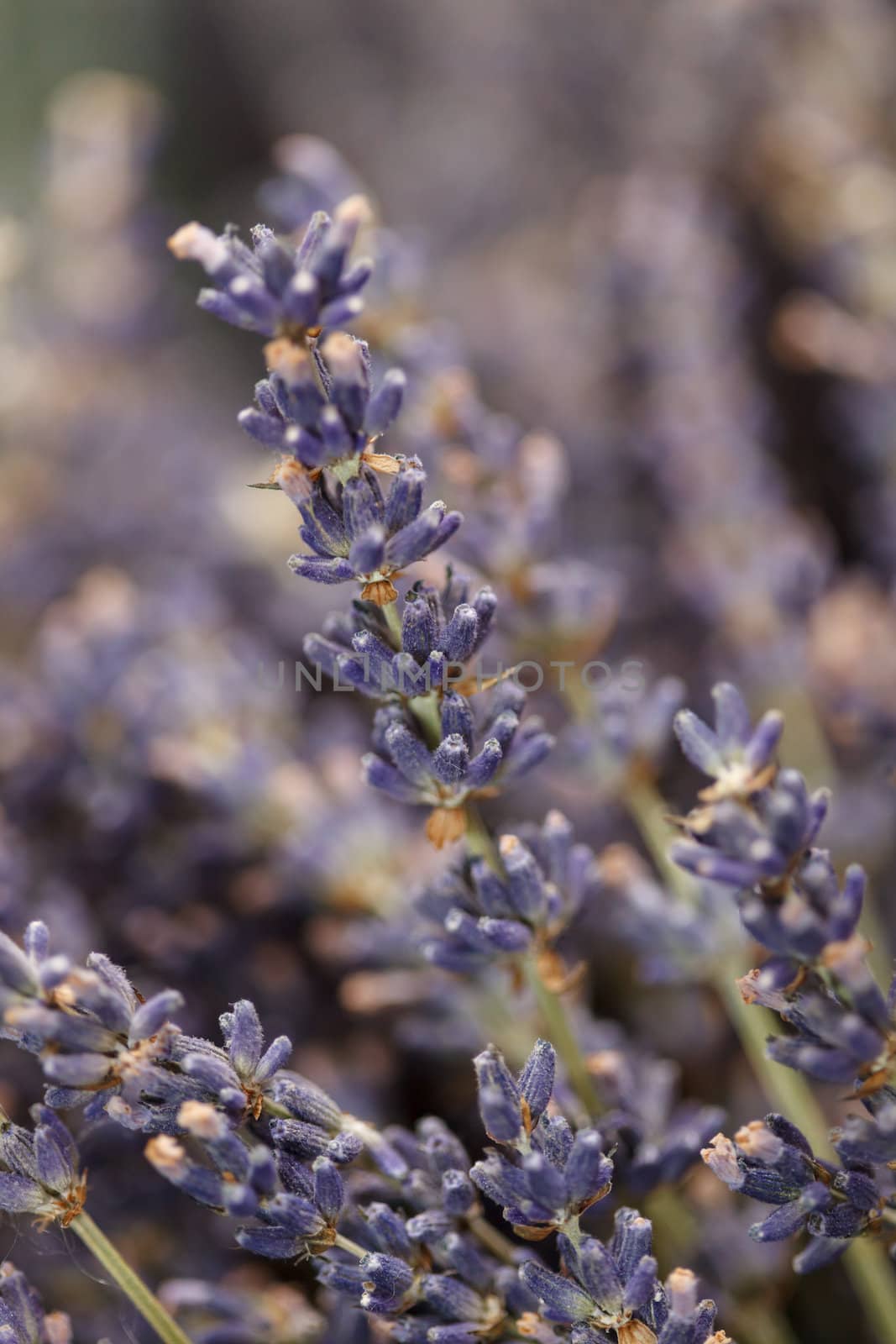 Dried lavender flowers