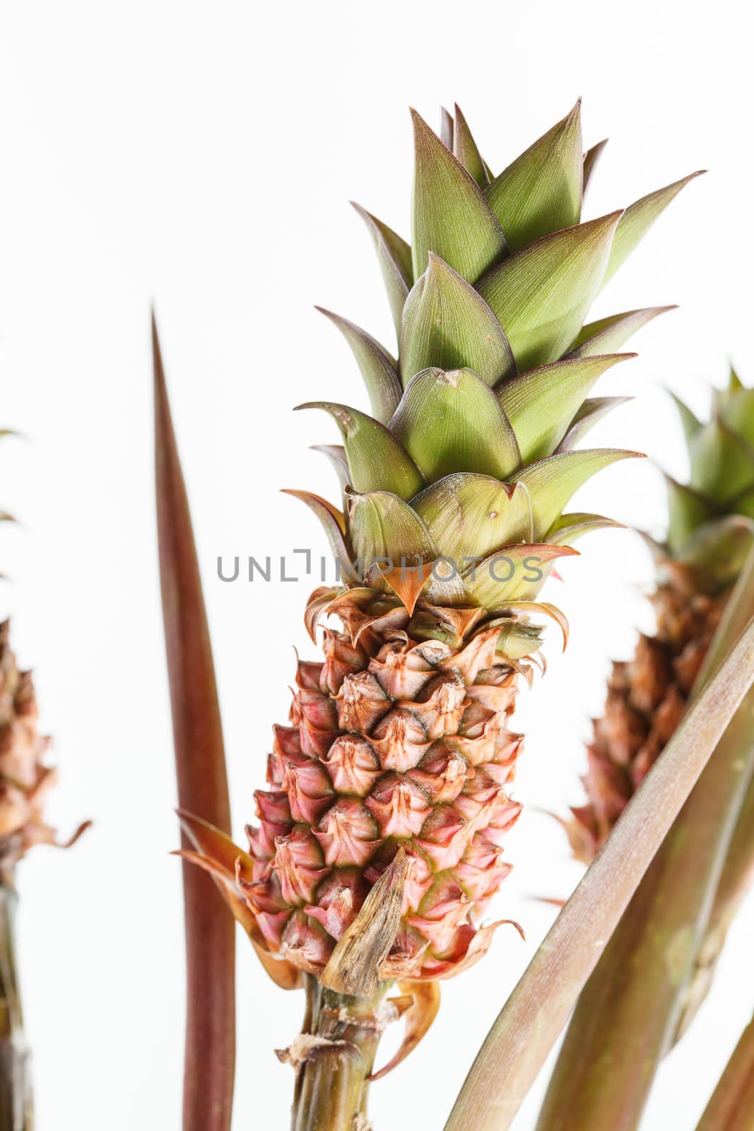 pineapple plants by shebeko