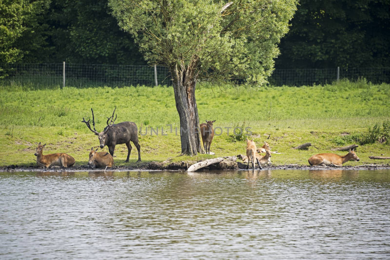 group of red deer in nature