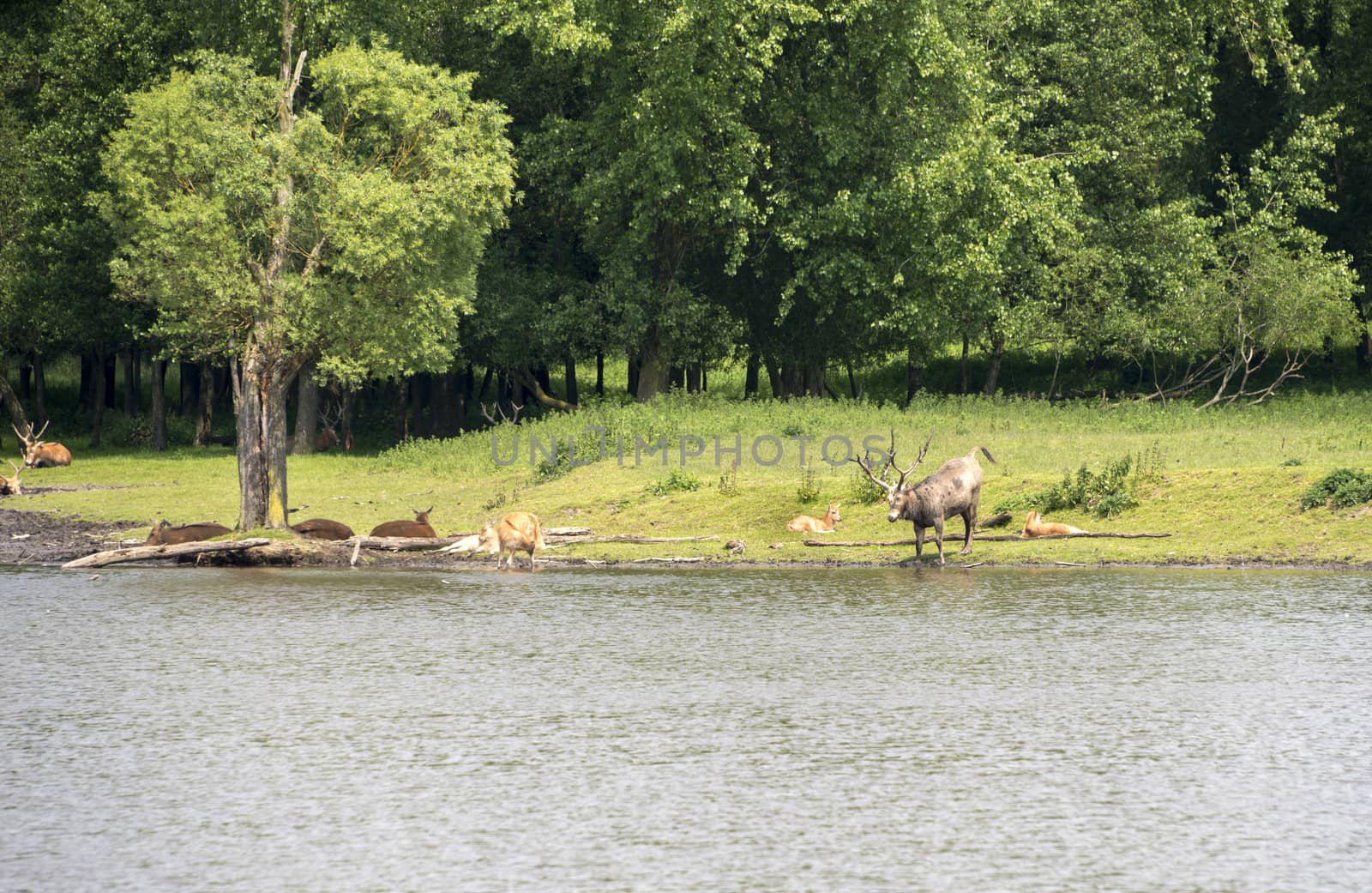 group of red deer in nature