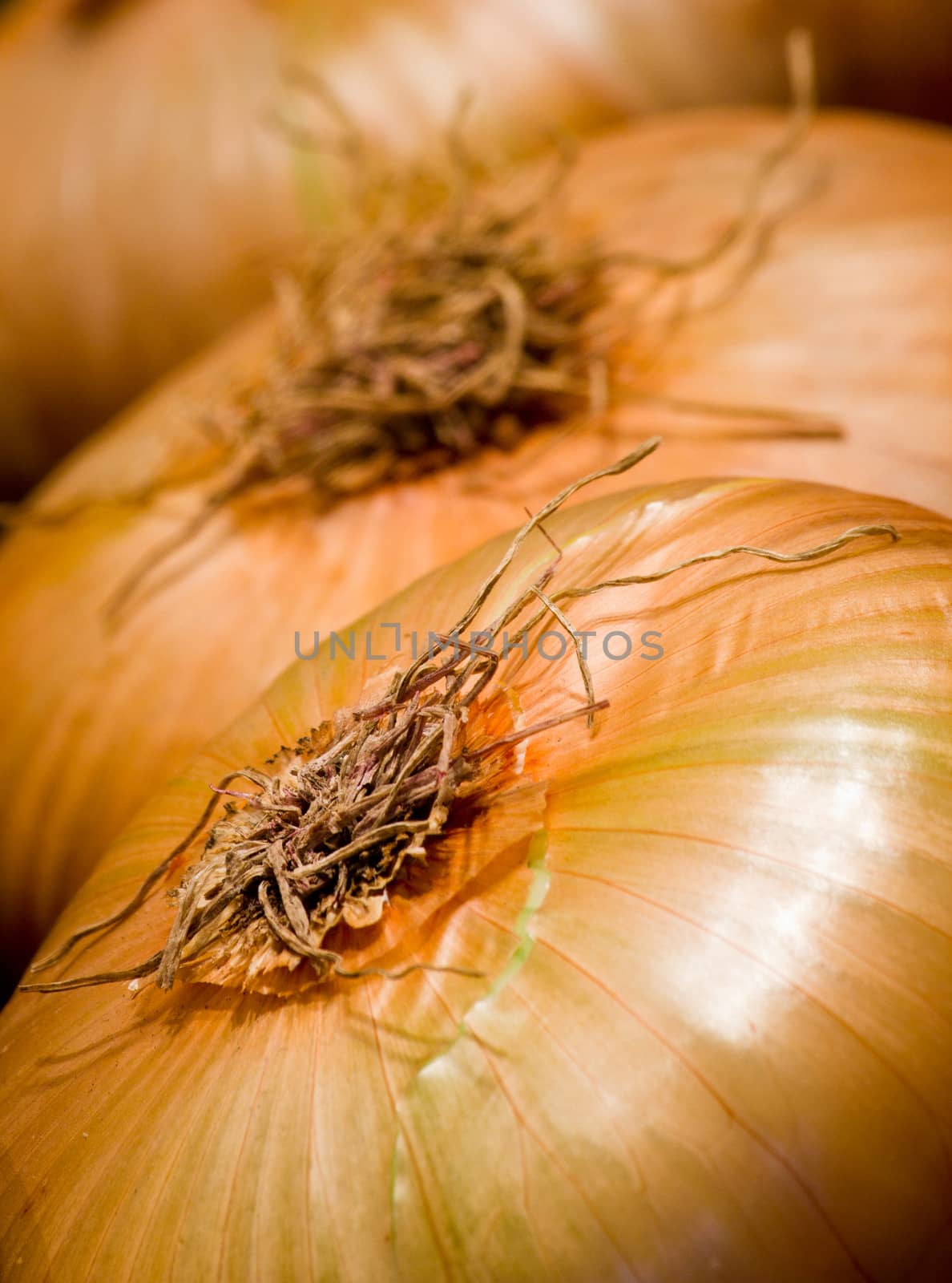 detail of a group of onions in rows