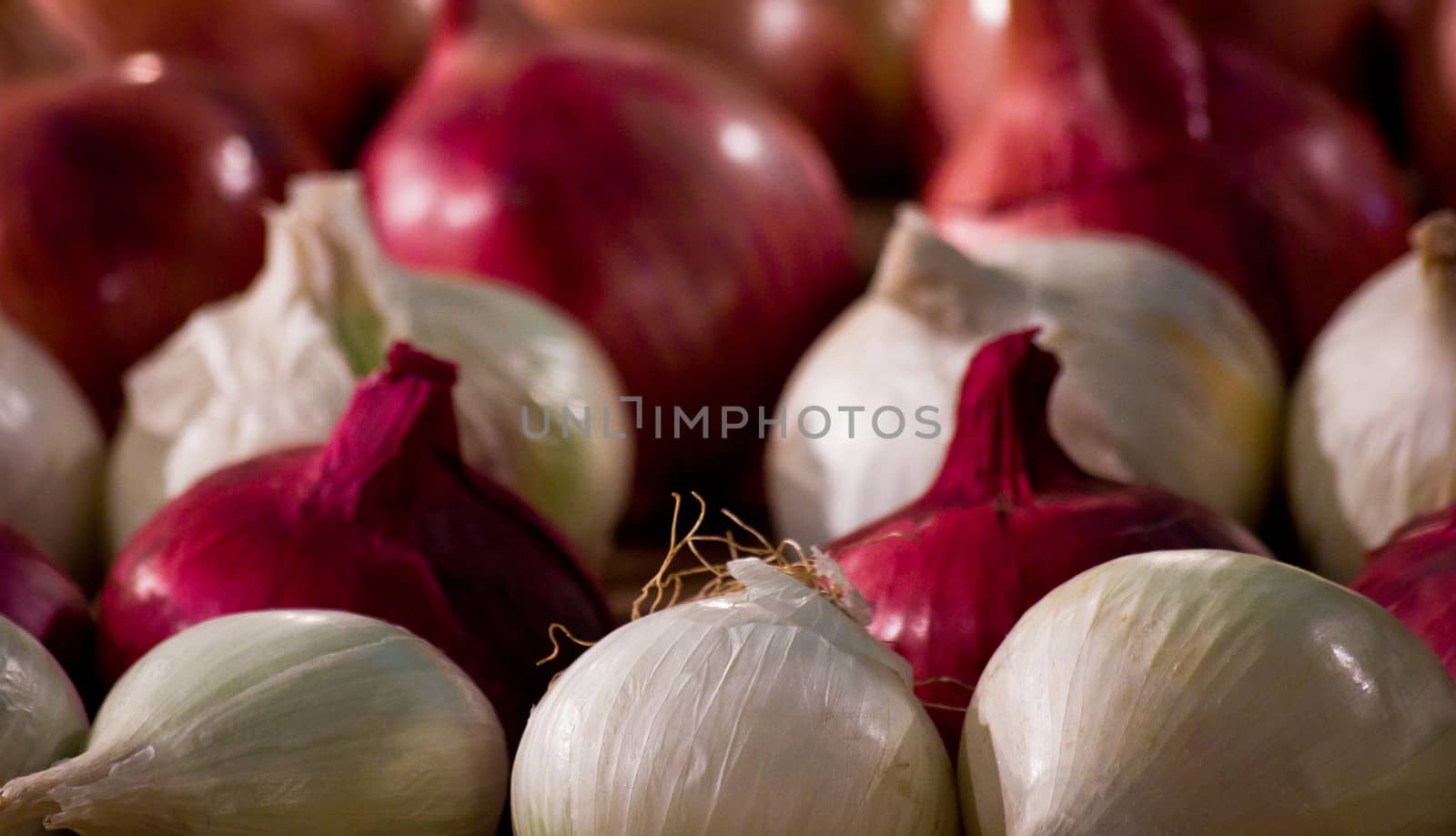 group of onions in rows