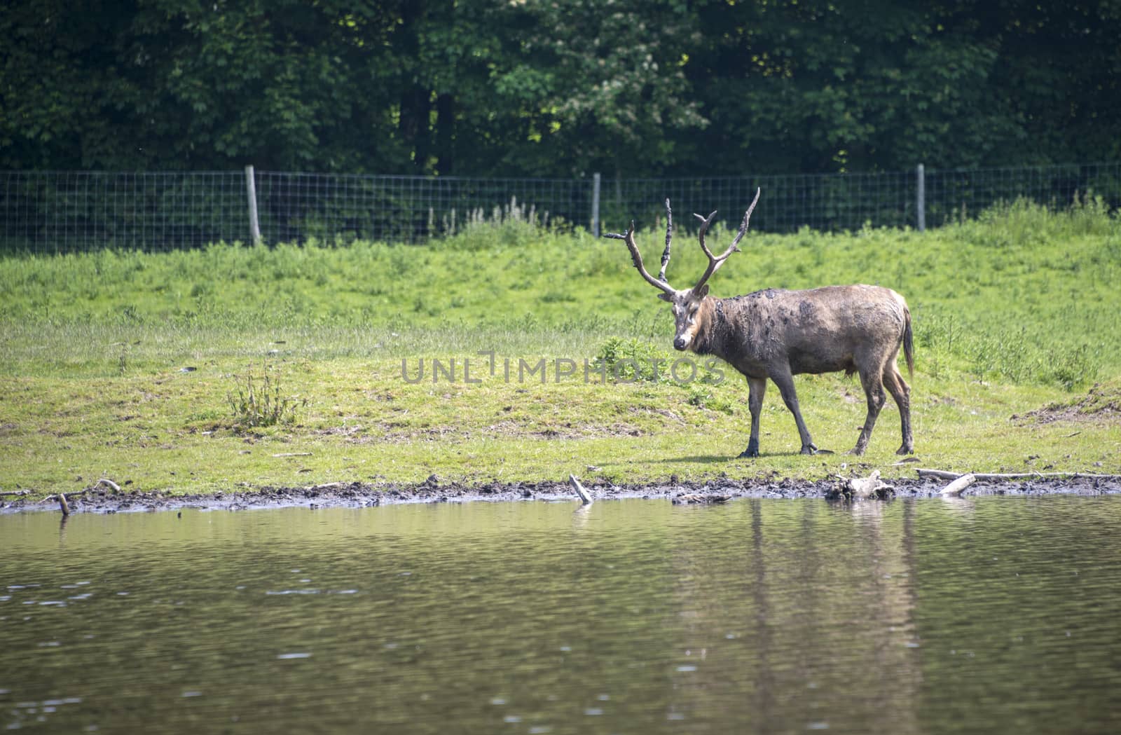  red deer in nature near the water