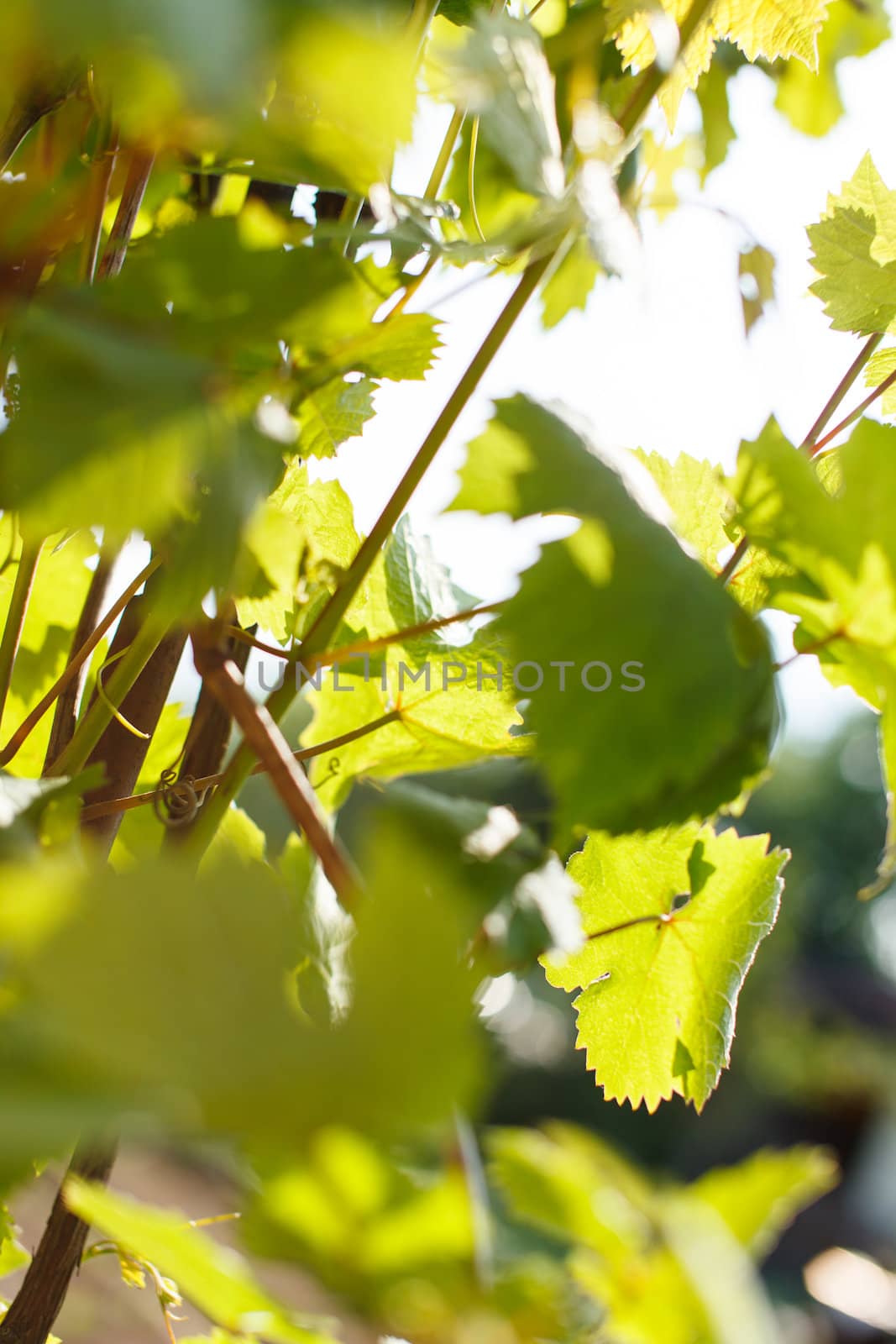 Green grape leaves