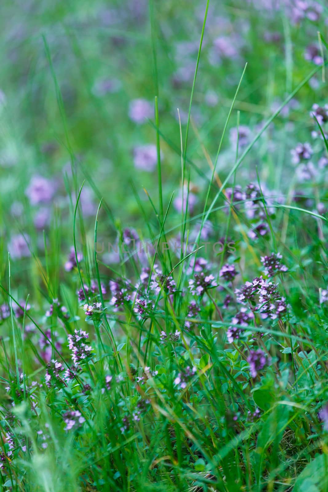 summer meadow by shebeko