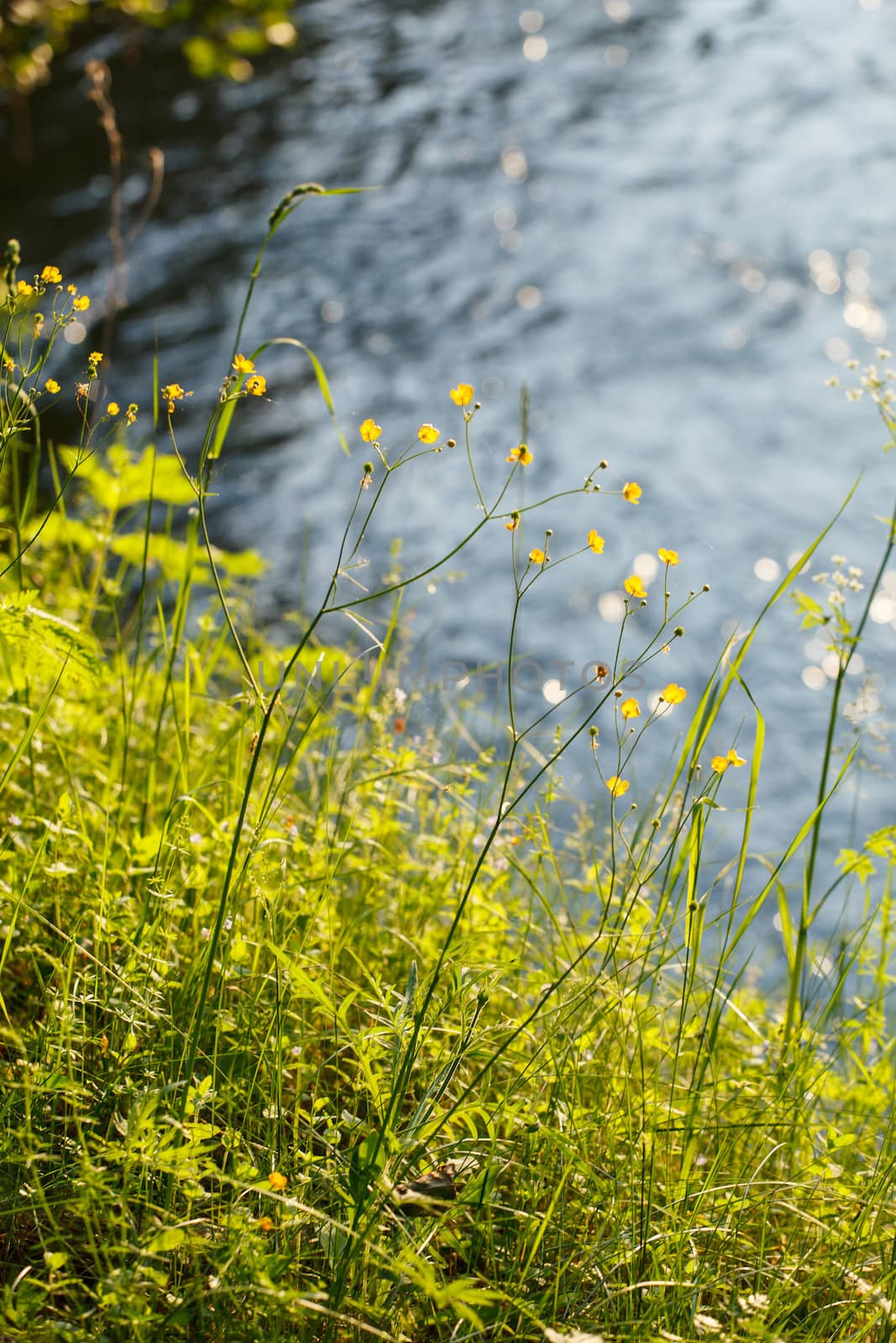 summer landscape by shebeko