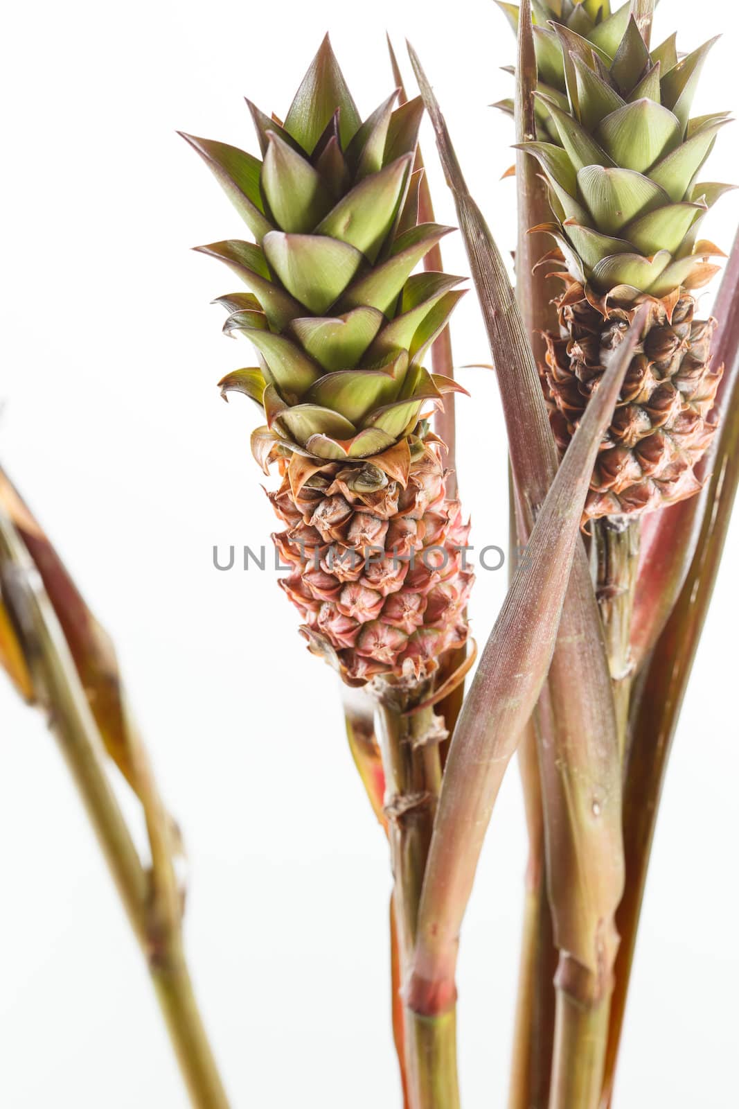 pineapple plants by shebeko