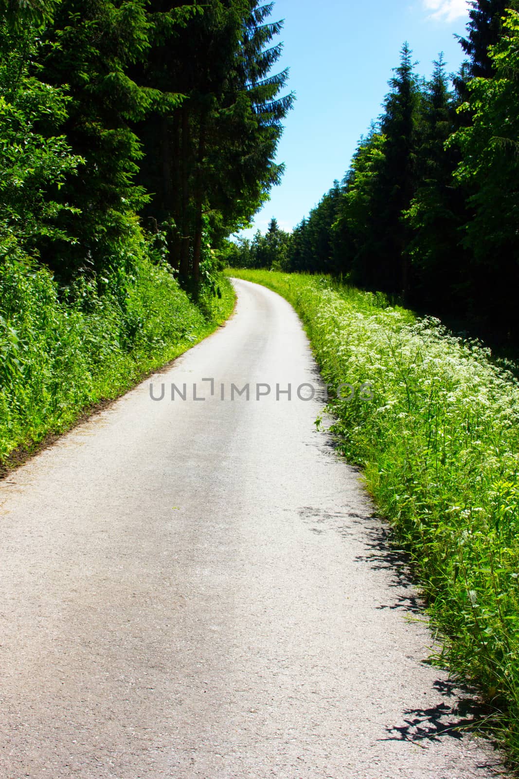 Beautiful hiking trail in forest