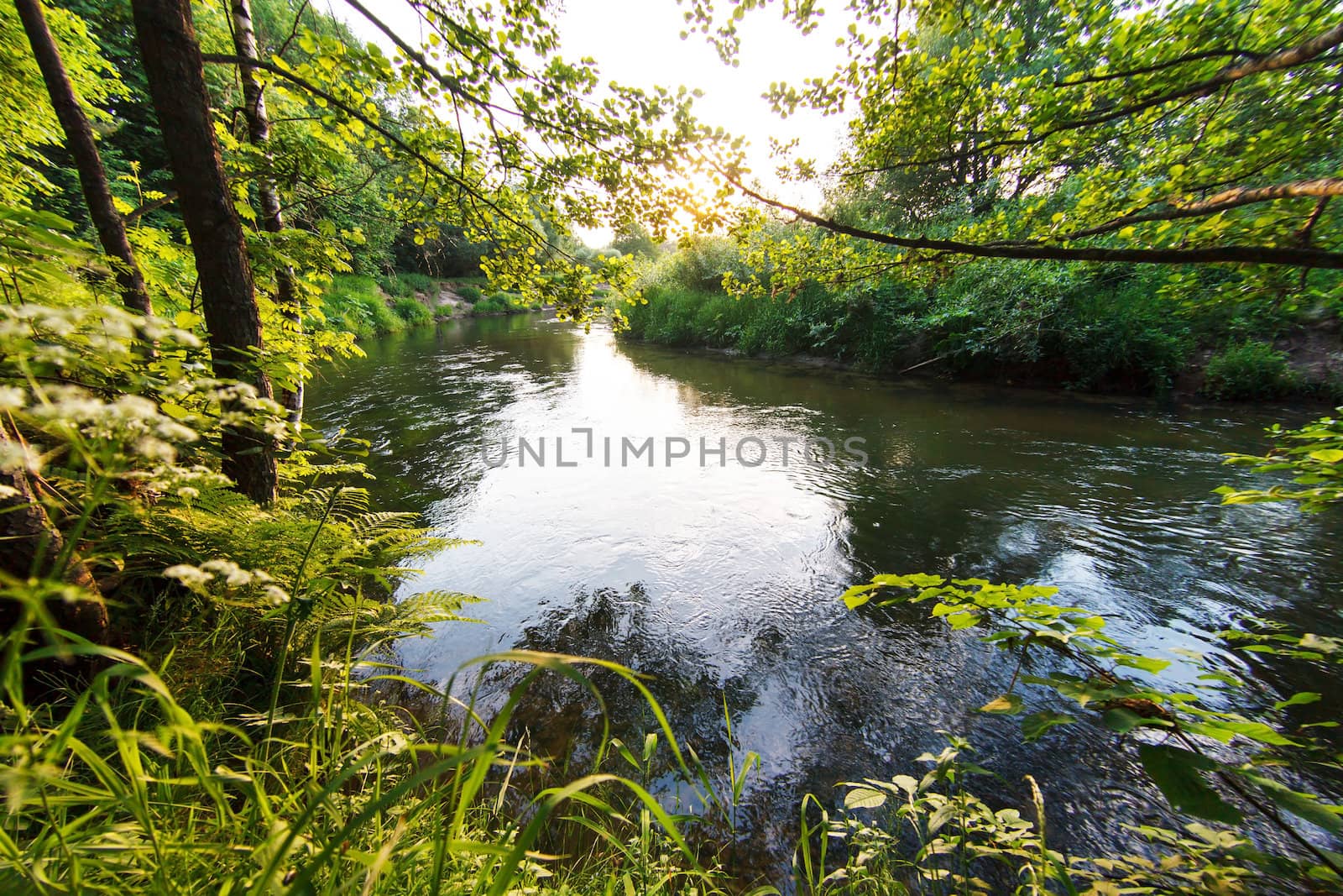 summer landscape