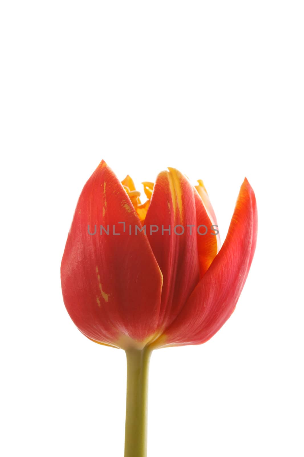 nice tulip