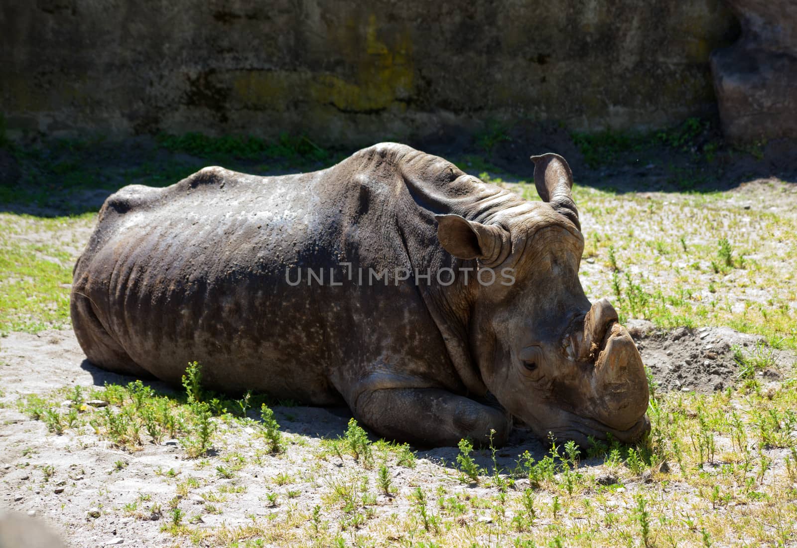 grey rhinoceros lying on green grass in city zoo
