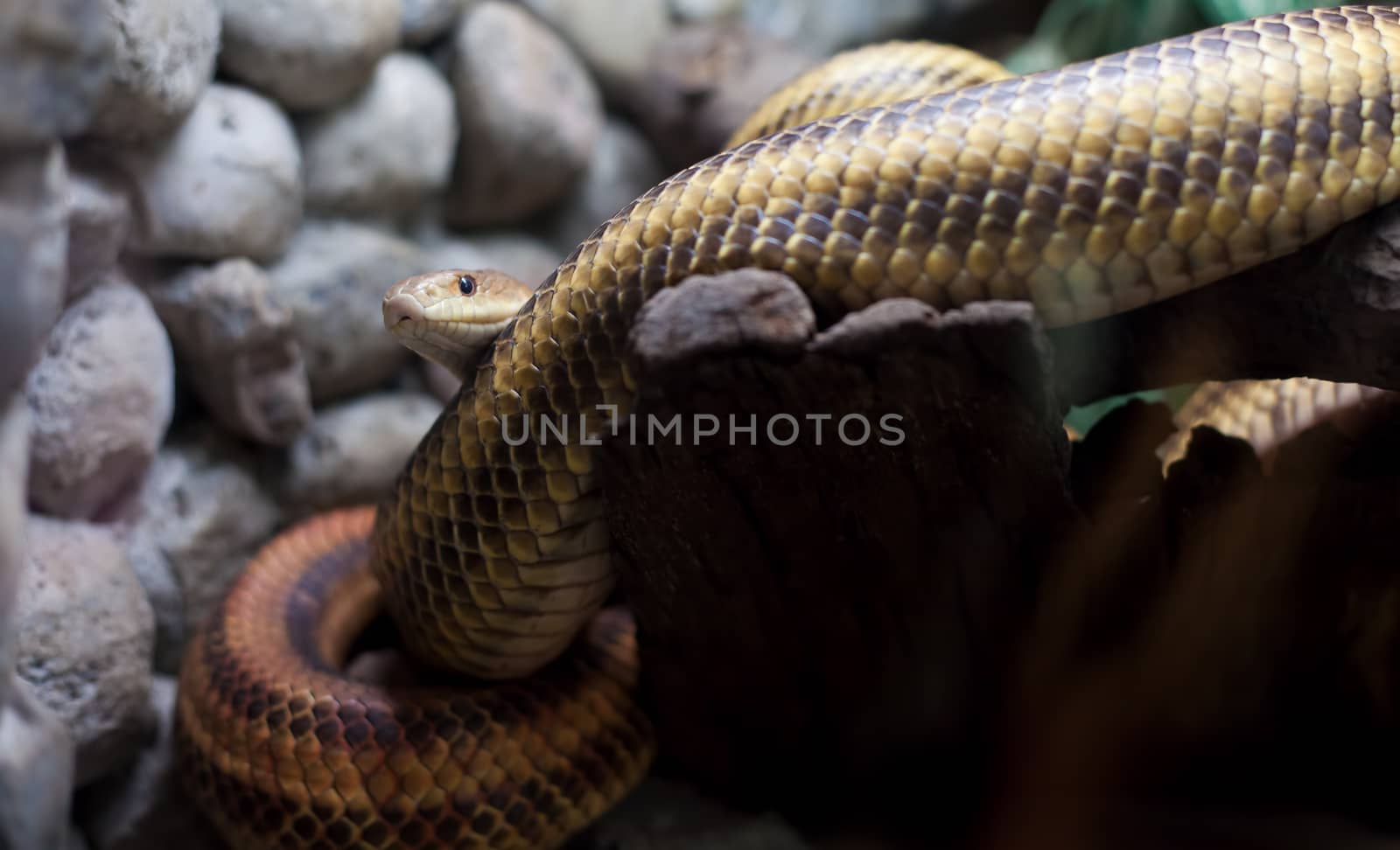 dangerous snake in city zoo by raddnatt