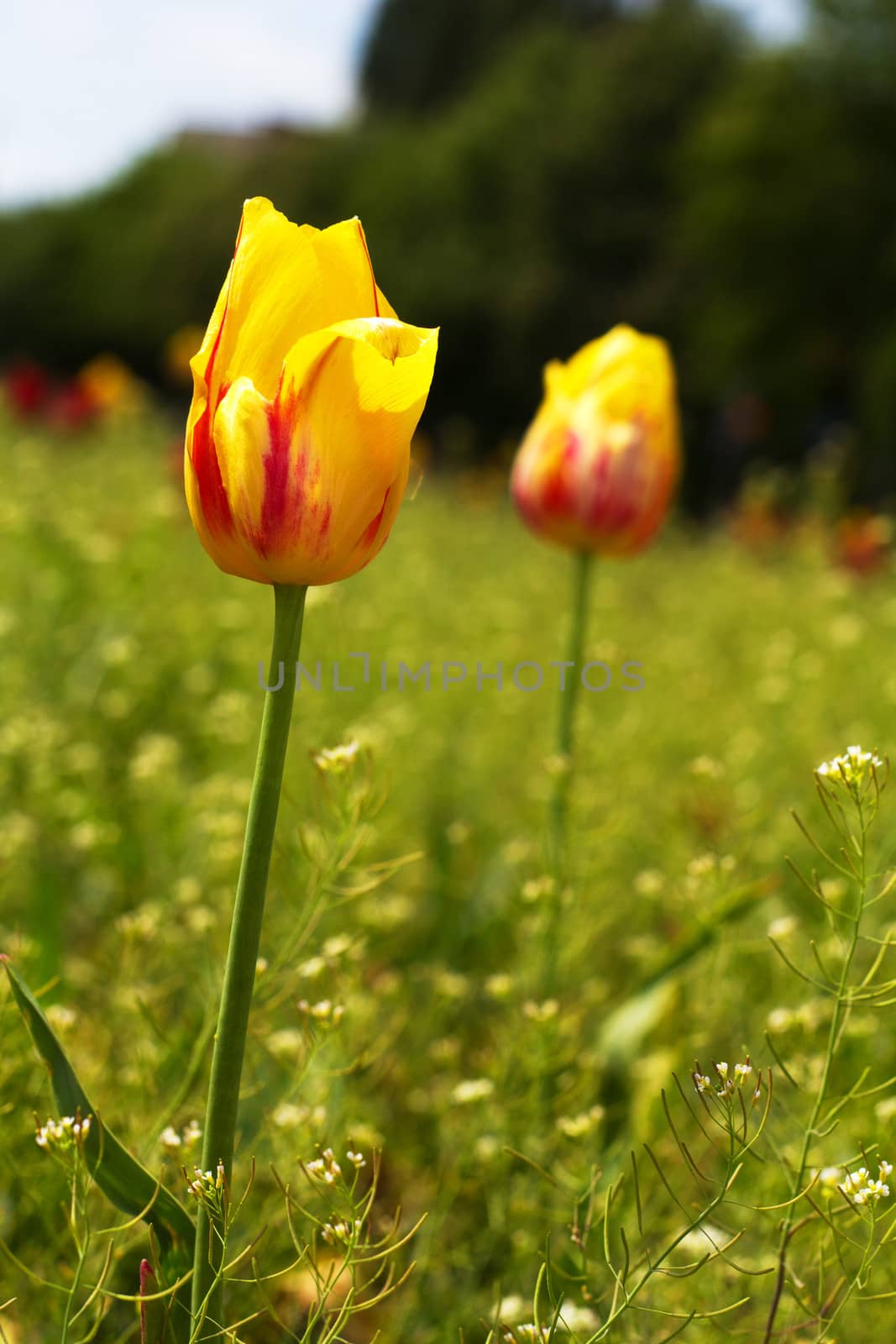 yellow and pink tulips in the park by raddnatt