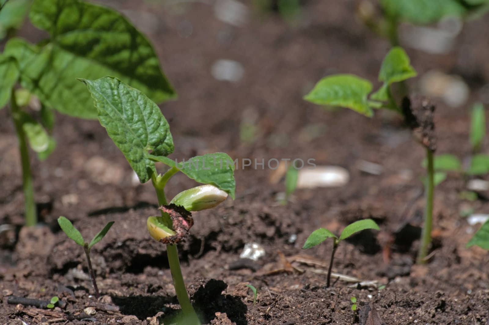 Bean Sprouts growing in a raised bed 