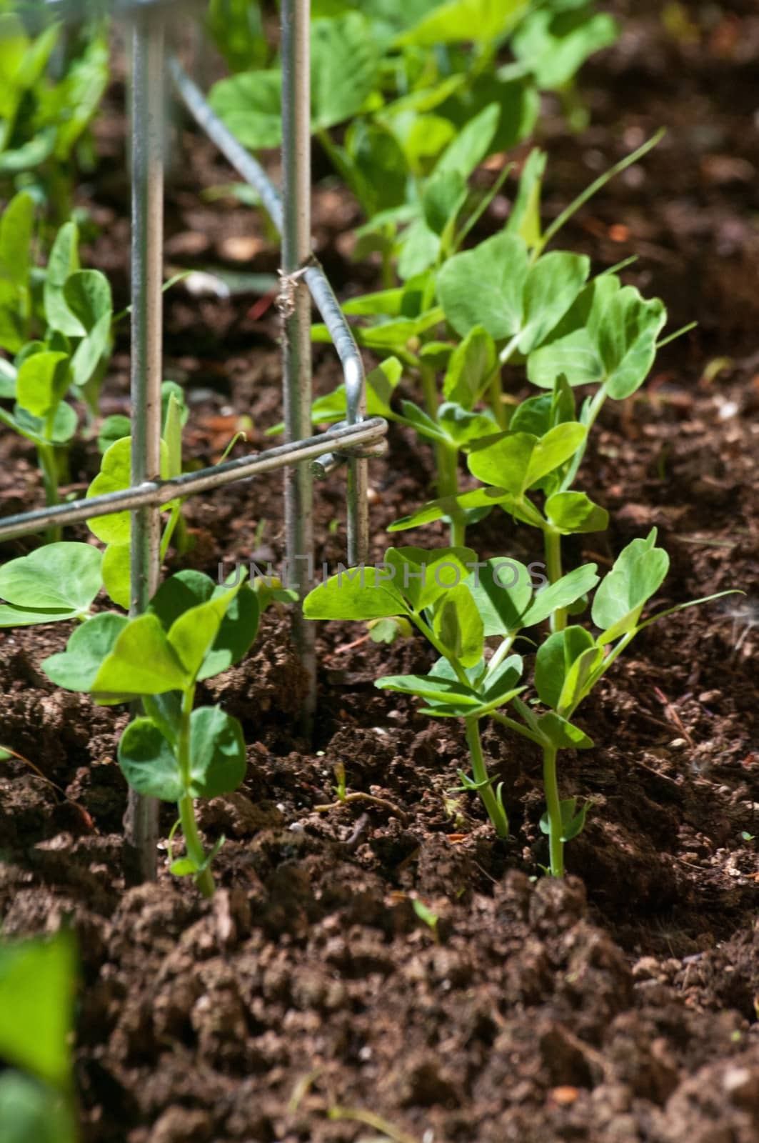 Pea sprouts in a raised bed