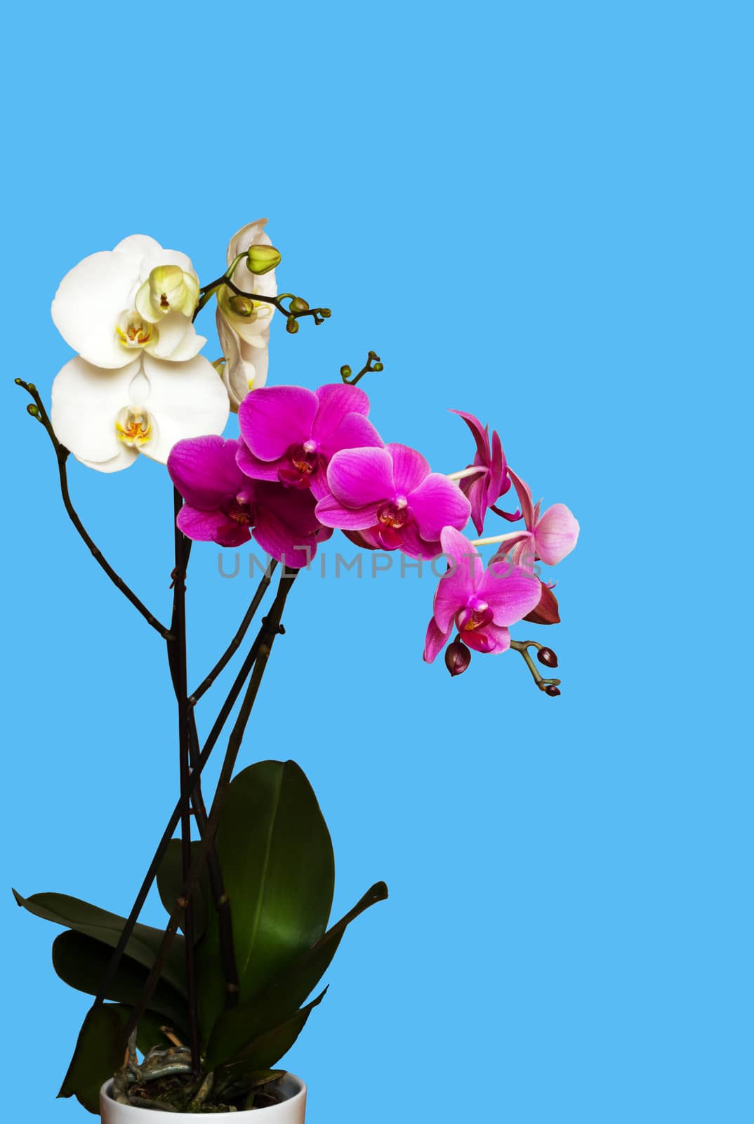white and magenta orchids isolated on blue background