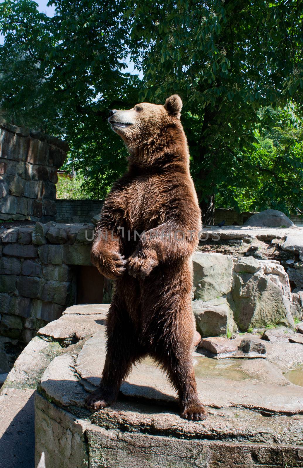 brown bear in the city zoo on summer sunny day