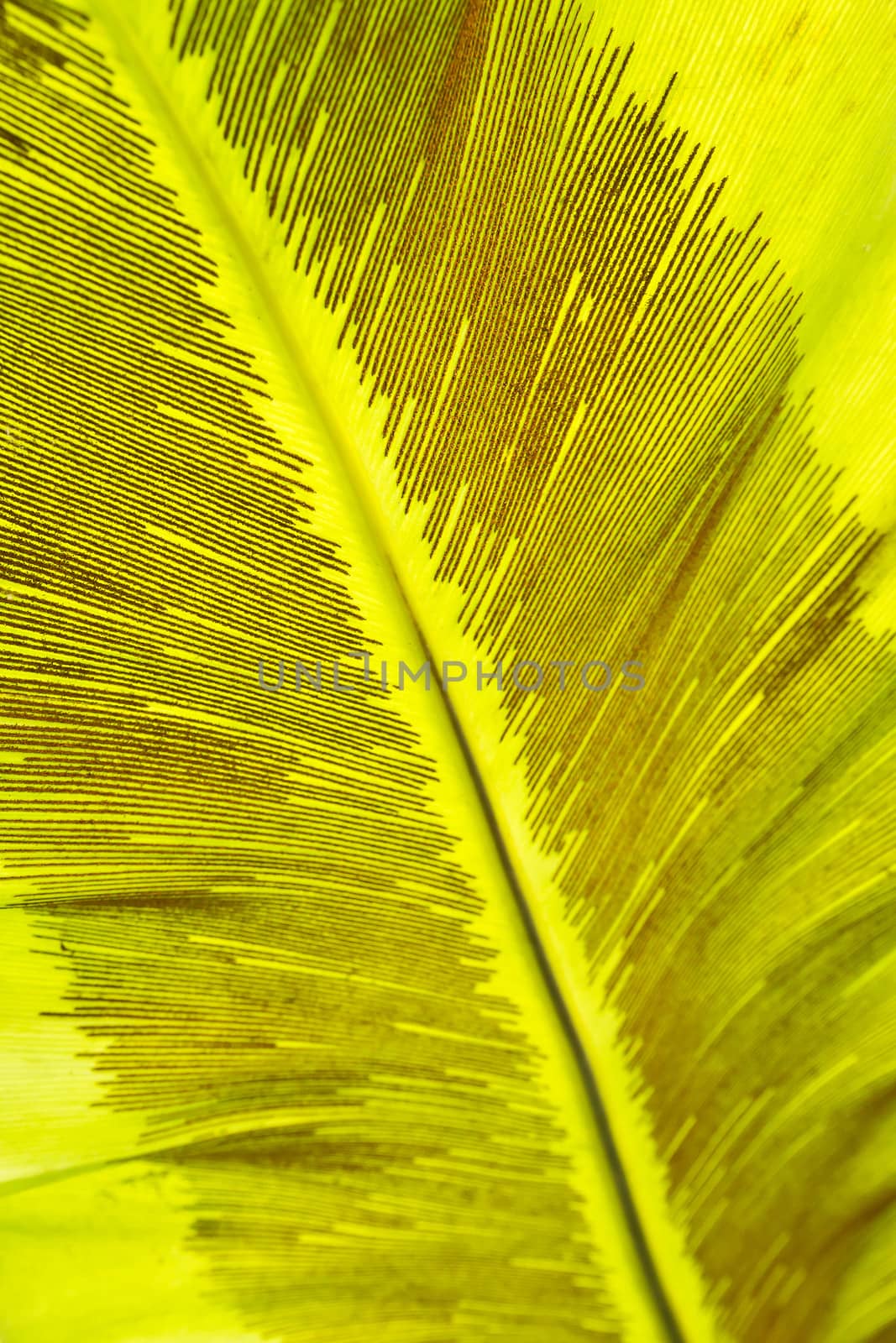 palm leaves background and texture