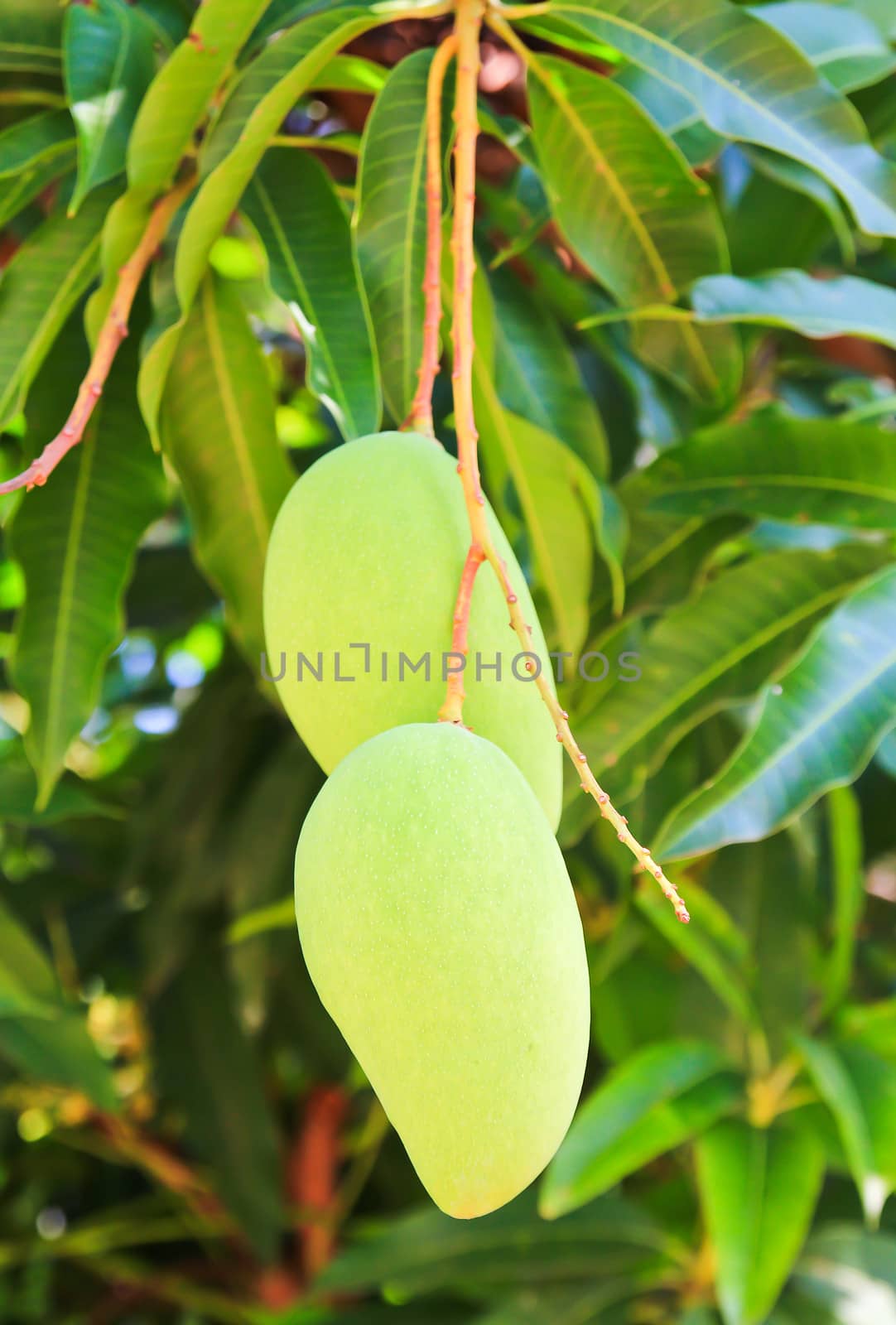 A green mango on the tree