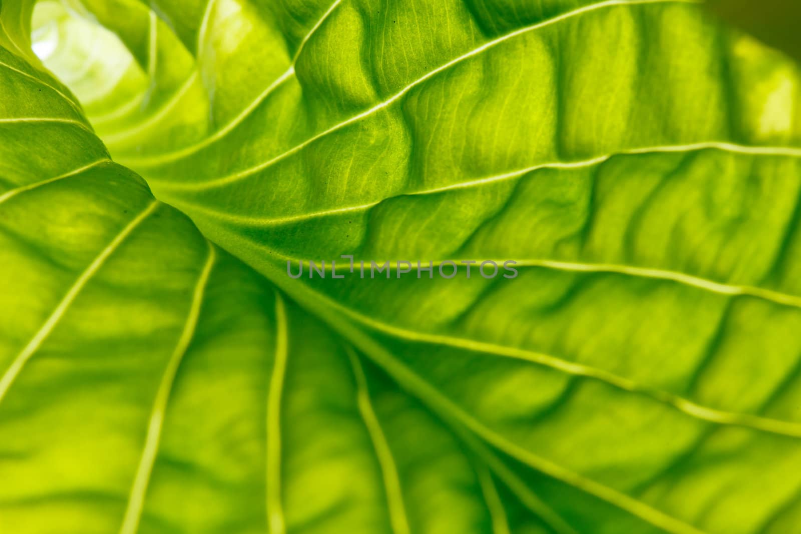 leaf background by shebeko