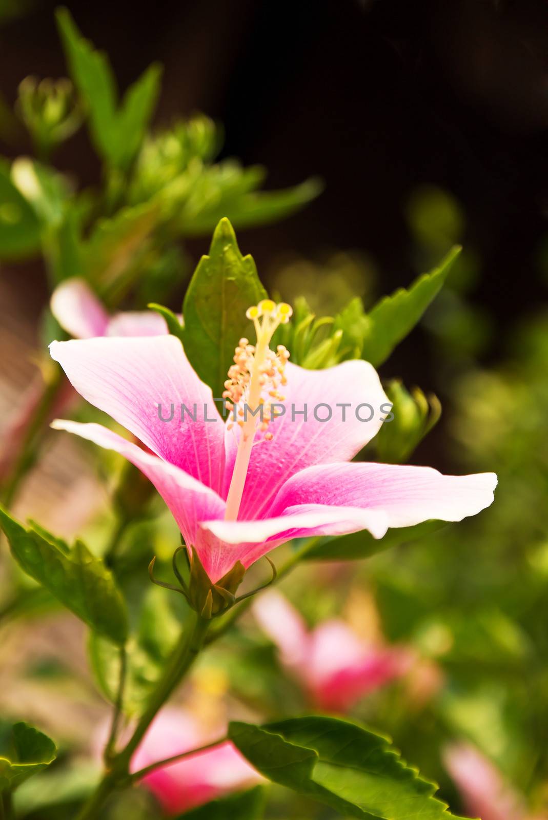 Hibiscus Flower or Chinese Rose, Shoe Flower. Shallow focus
