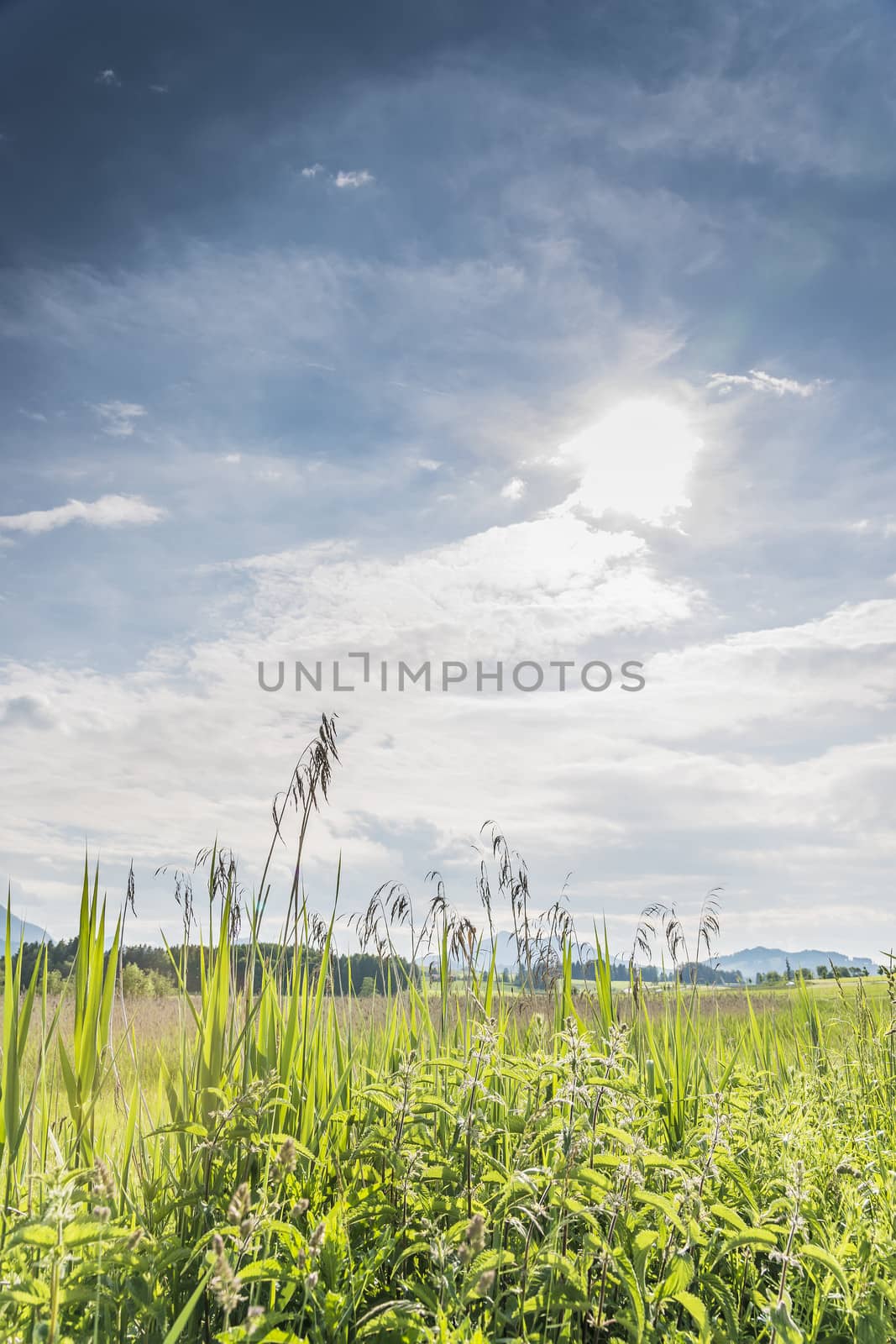 Green reed against a blue sky and sun, backlit