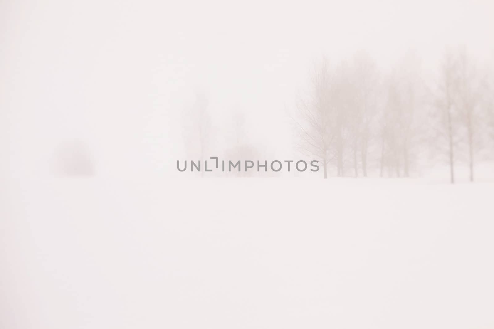 Snowy Landscape 