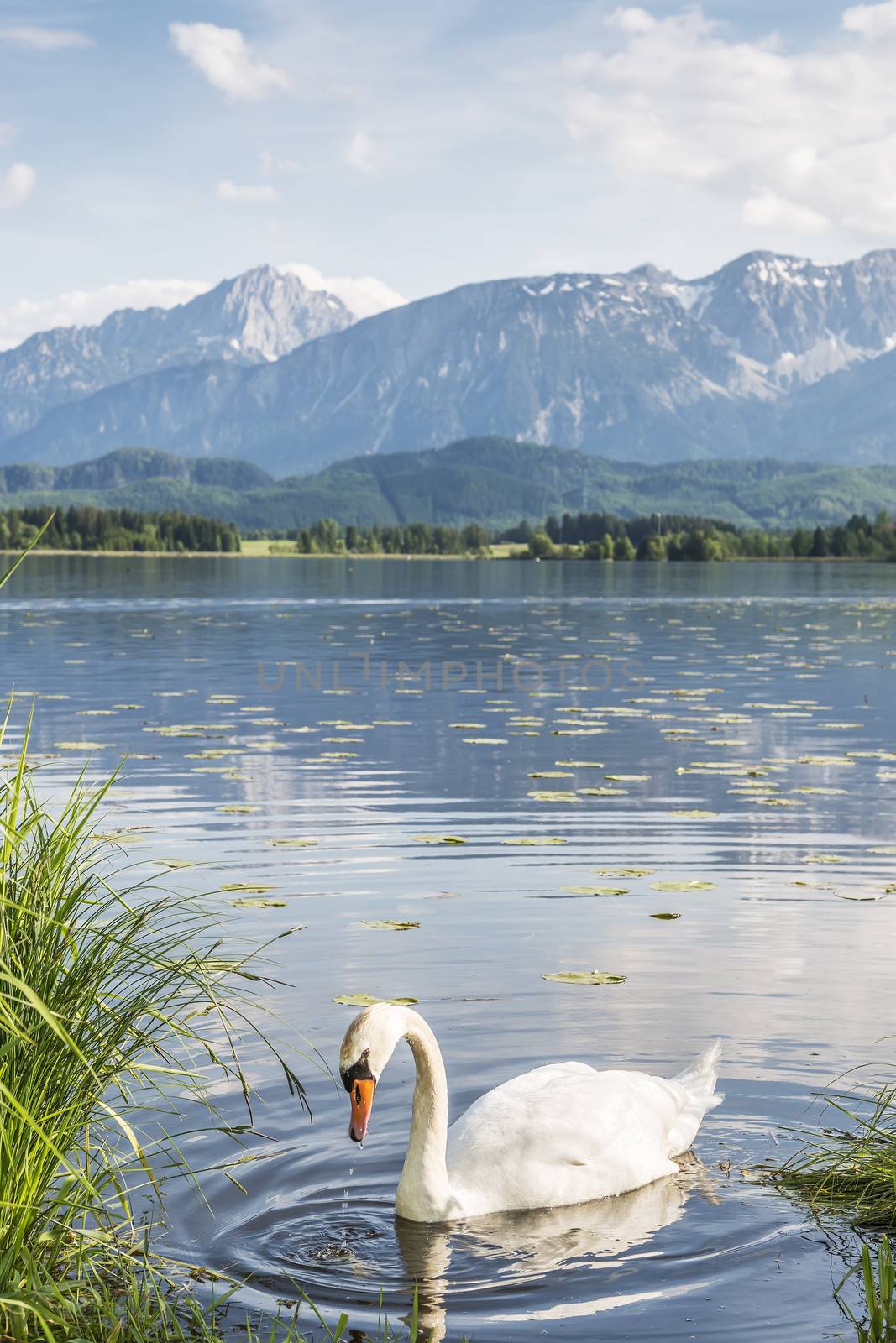 Swan on the lake named Hofpensee in Bavaria with views of the Alps on a sunny day