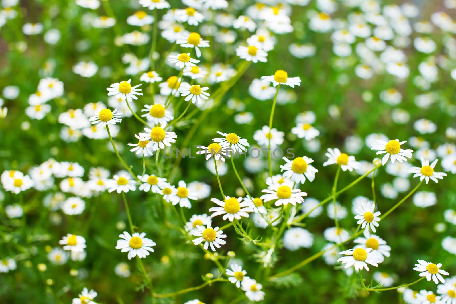 field of daisy by shebeko