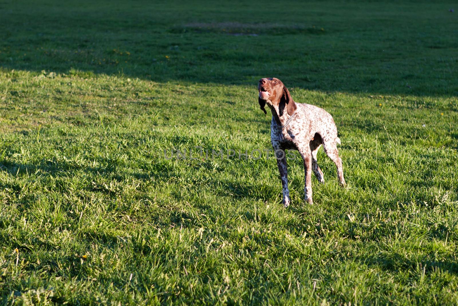 barking dog  by vsurkov