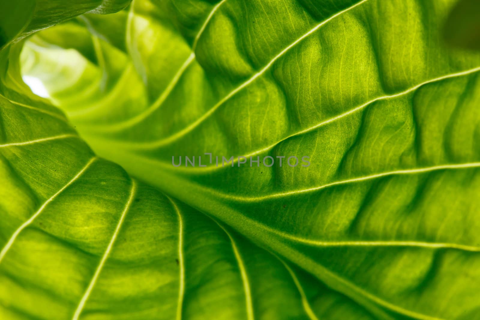 leaf background by shebeko