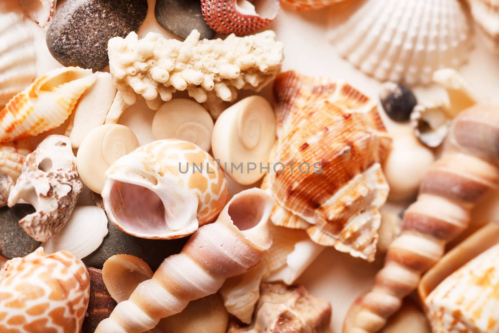 sea shells background by shebeko