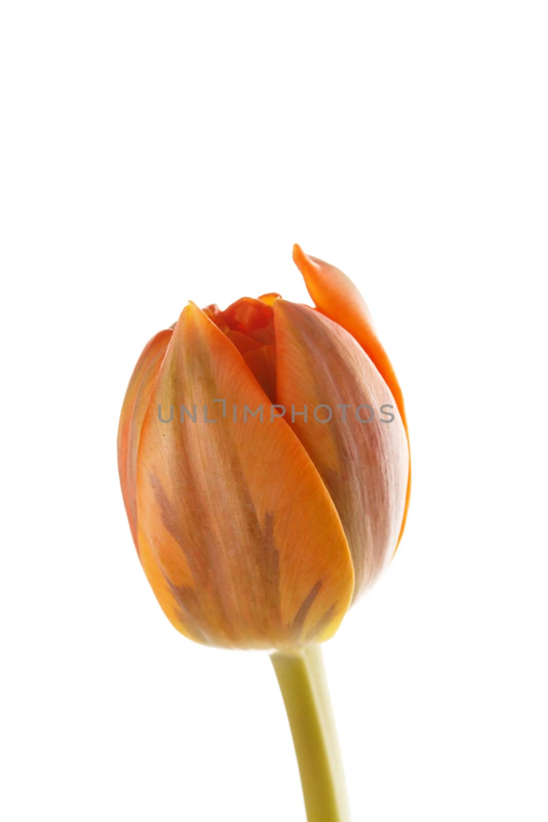 nice tulip