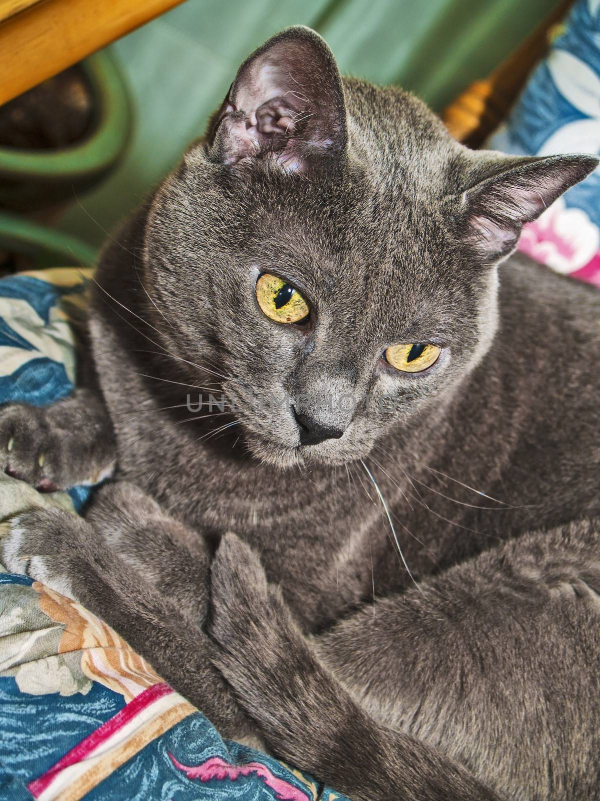Grey cat seated resting and looking