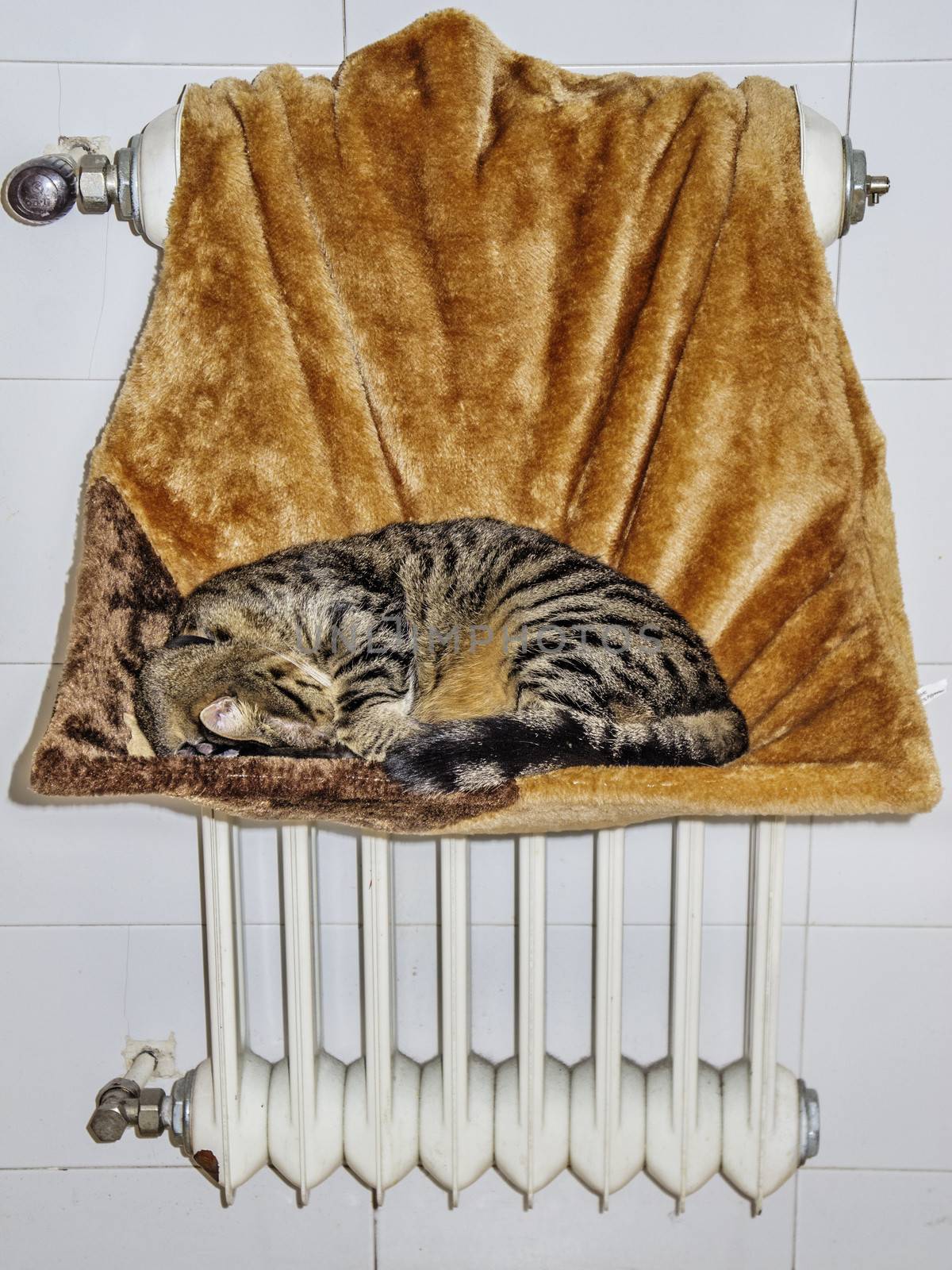 Cat sleeping comfortable and warm in a hanging cot for radiators