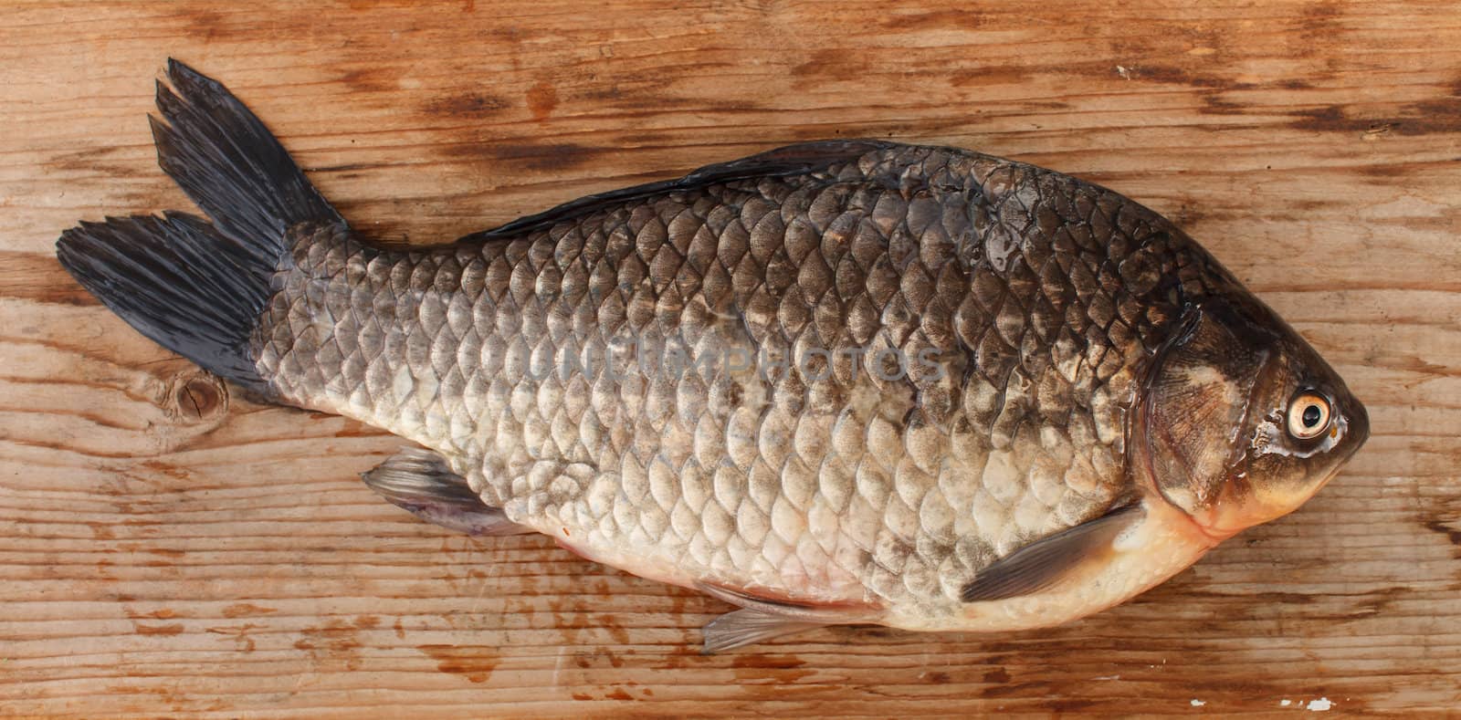 Crucian carp by shebeko