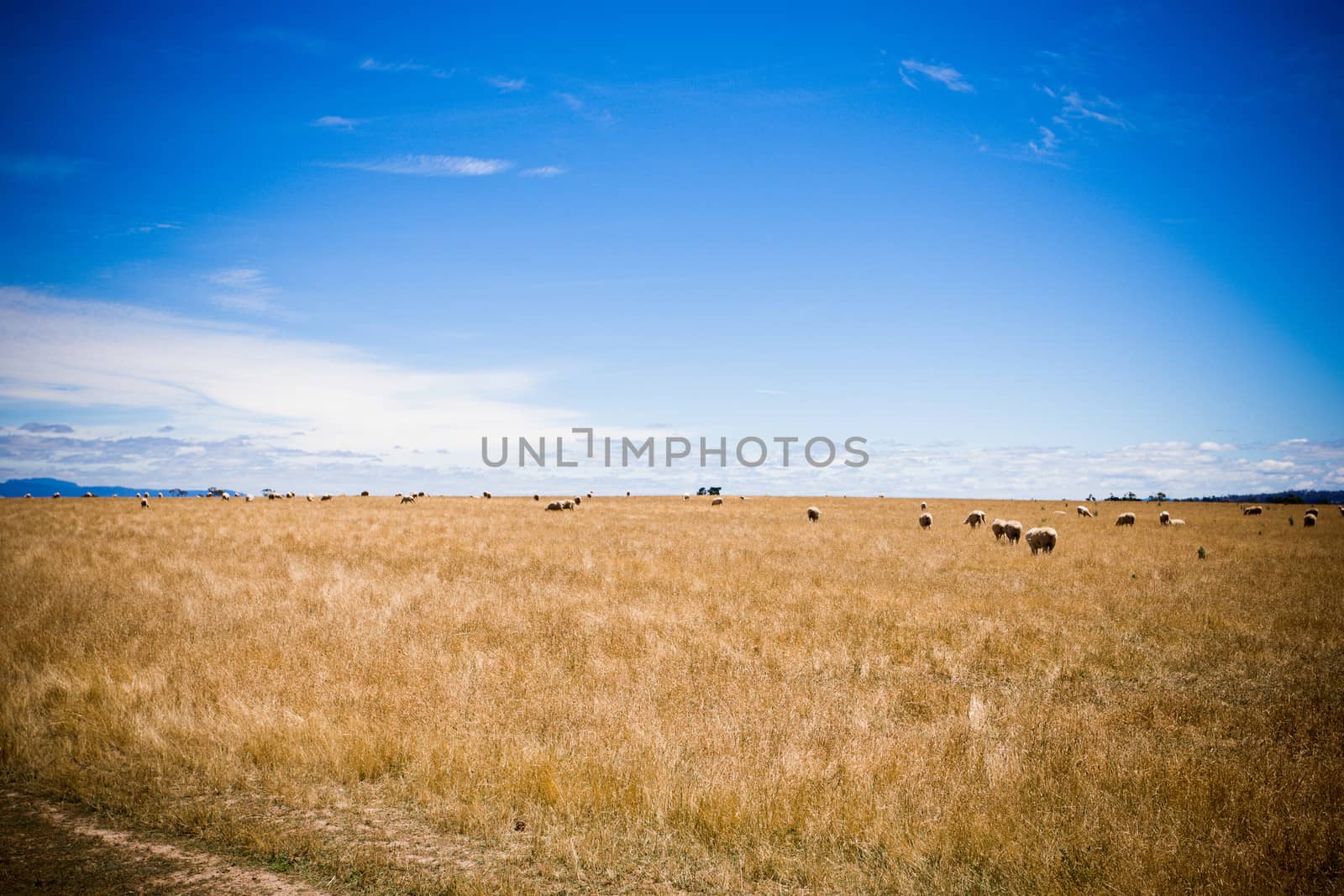 A herd of cows graze in a pasture over the clear blue sky
