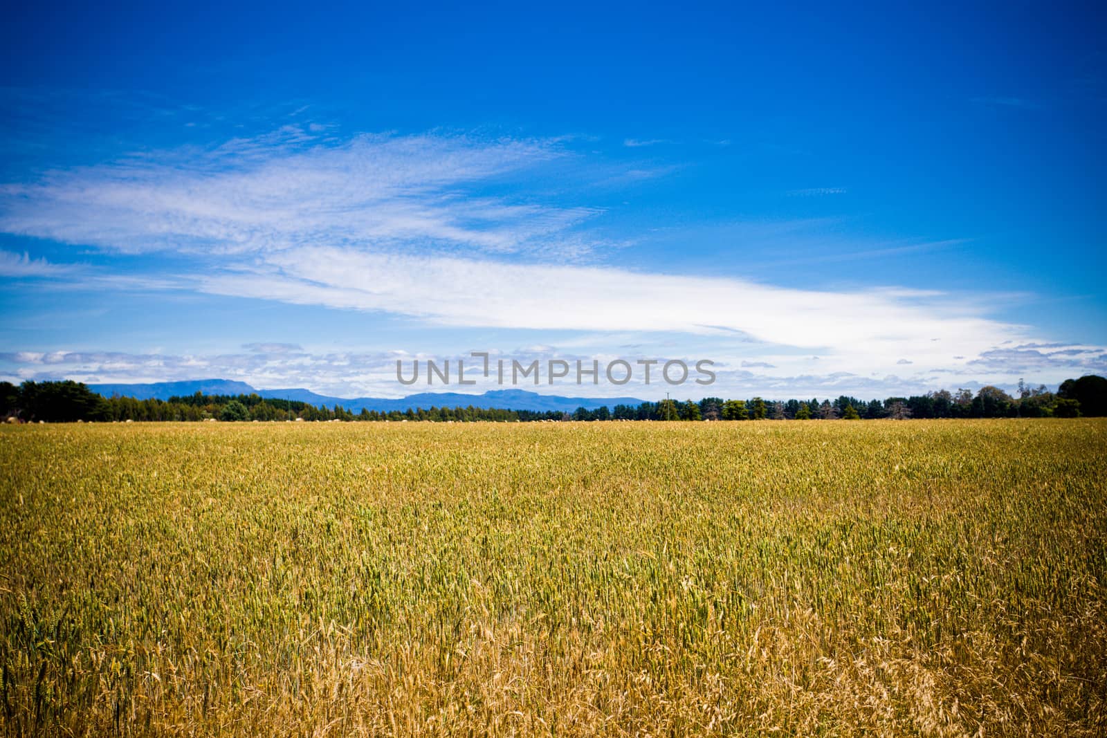 Landscape view of fresh cornfield against the bright blue sky