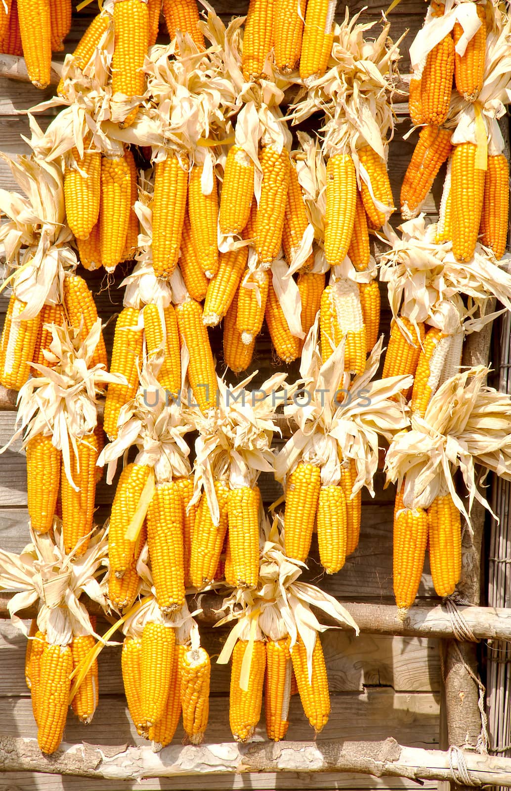 Many corn had been hung on the wood