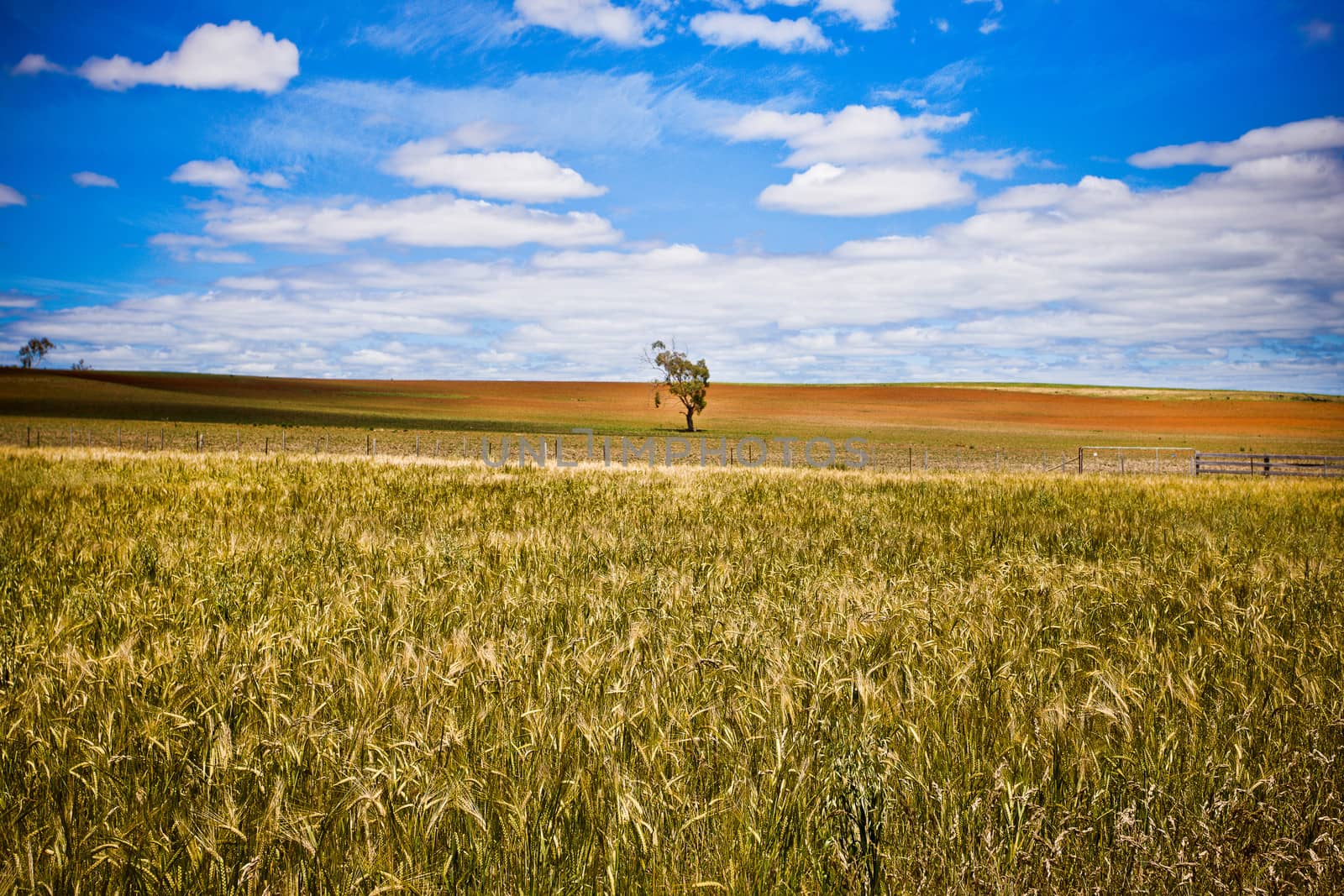 Landscape shot of beautiful fresh farmland over the bright blue sky